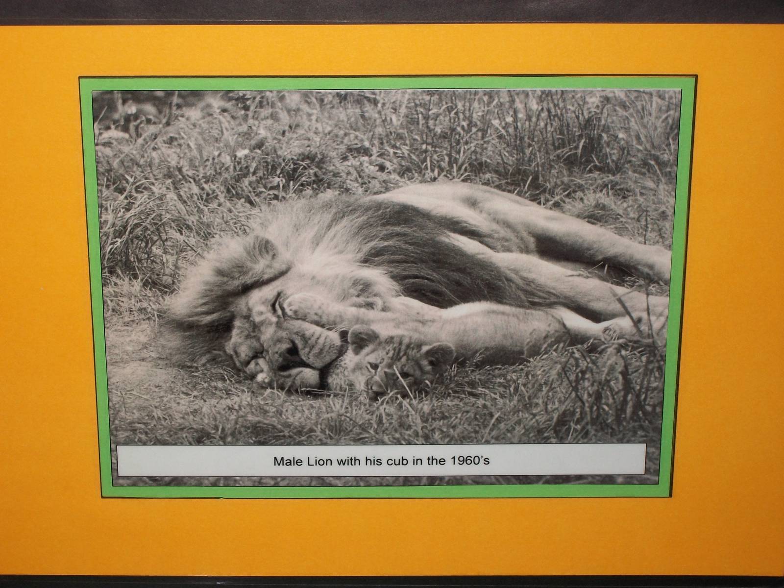 50th Anniversary Photographic Display 20th May 2013