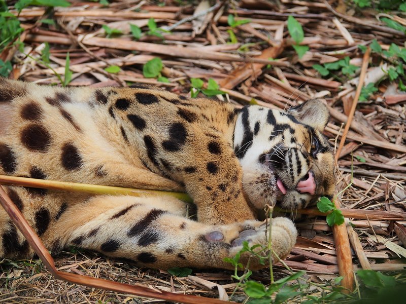 542736_616848791664597_607006861_n