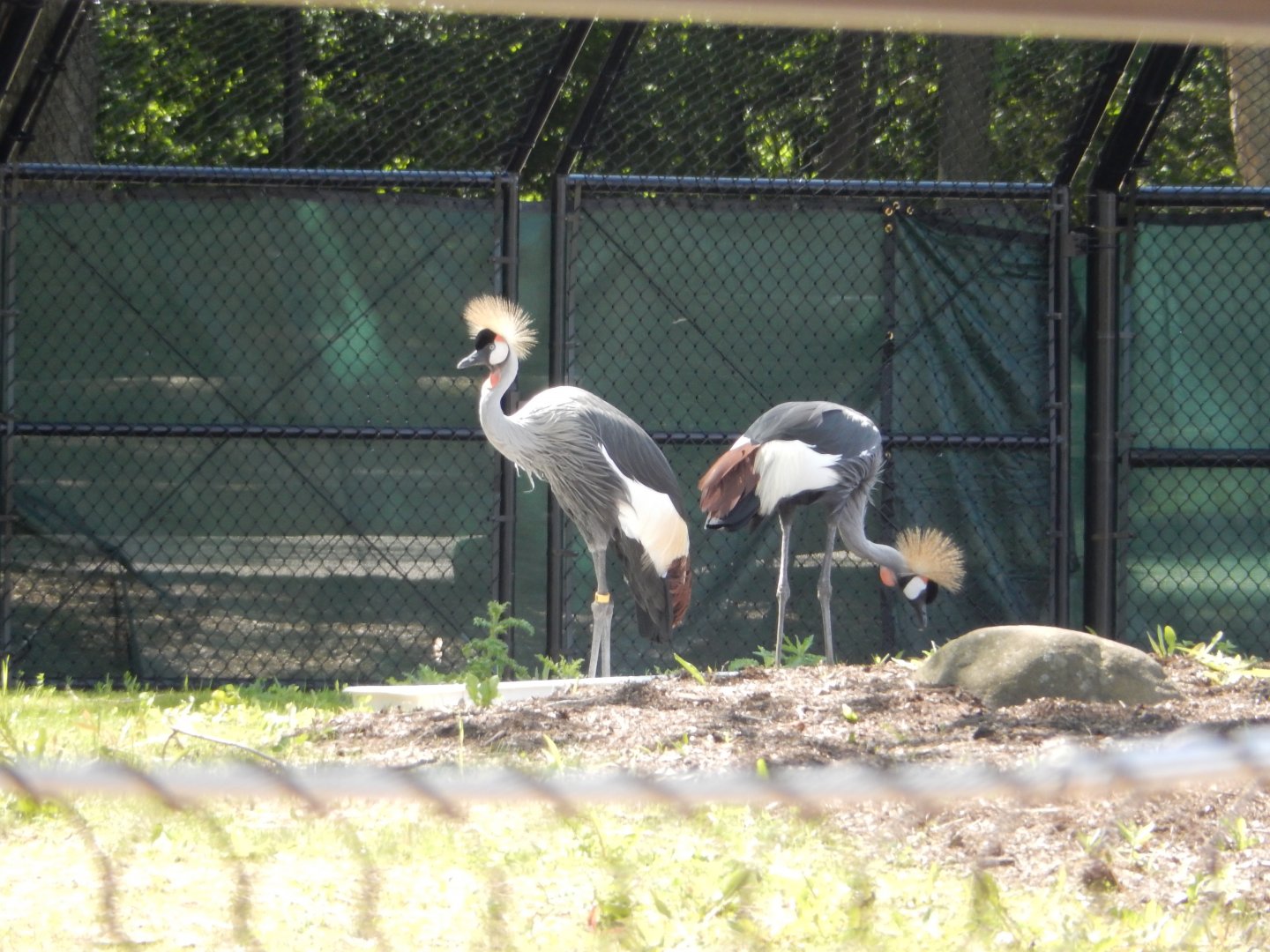 6/11/2019 - African Crowned Cranes