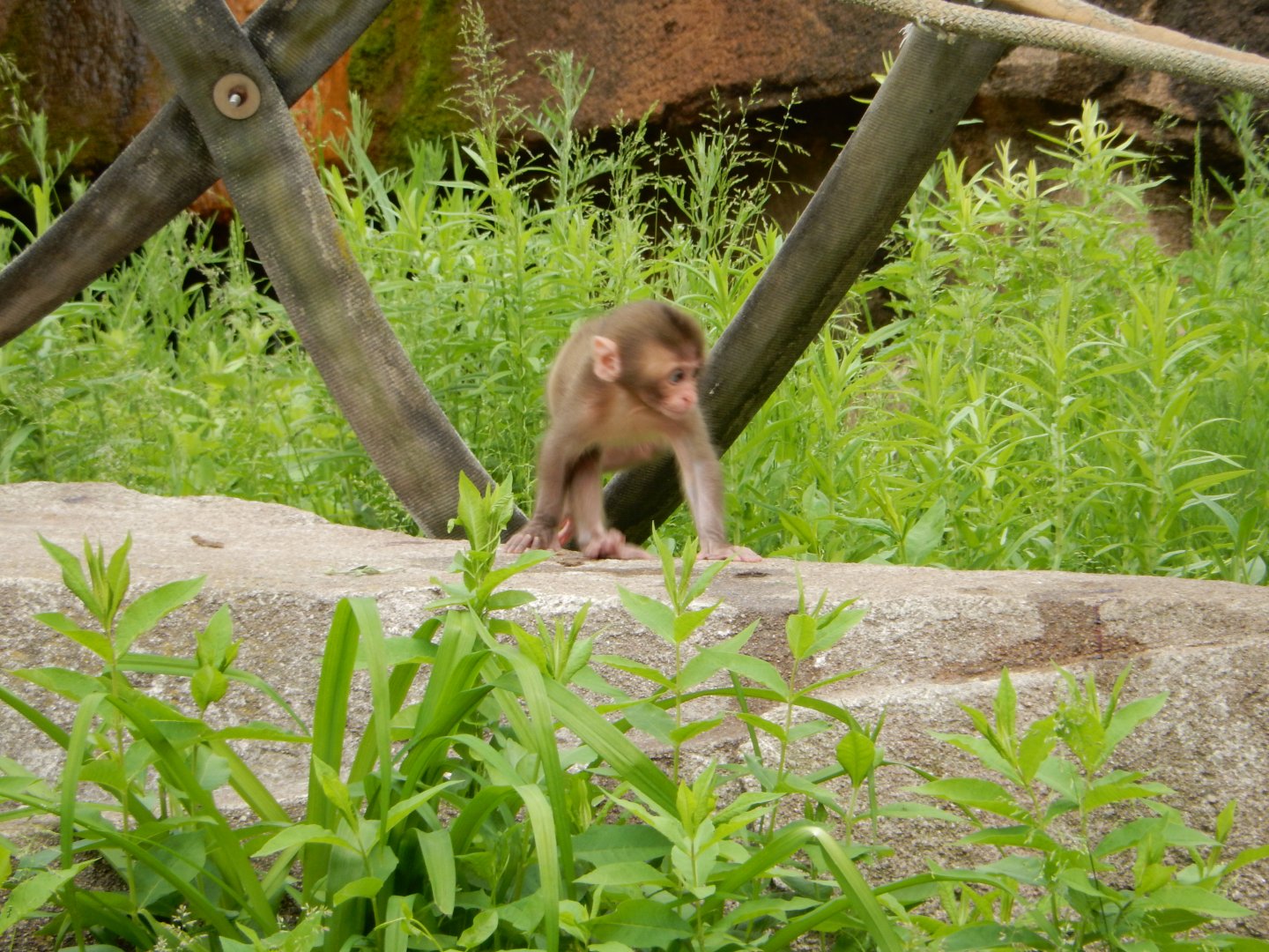 6/11/2019 - Baby Japanese Macaque