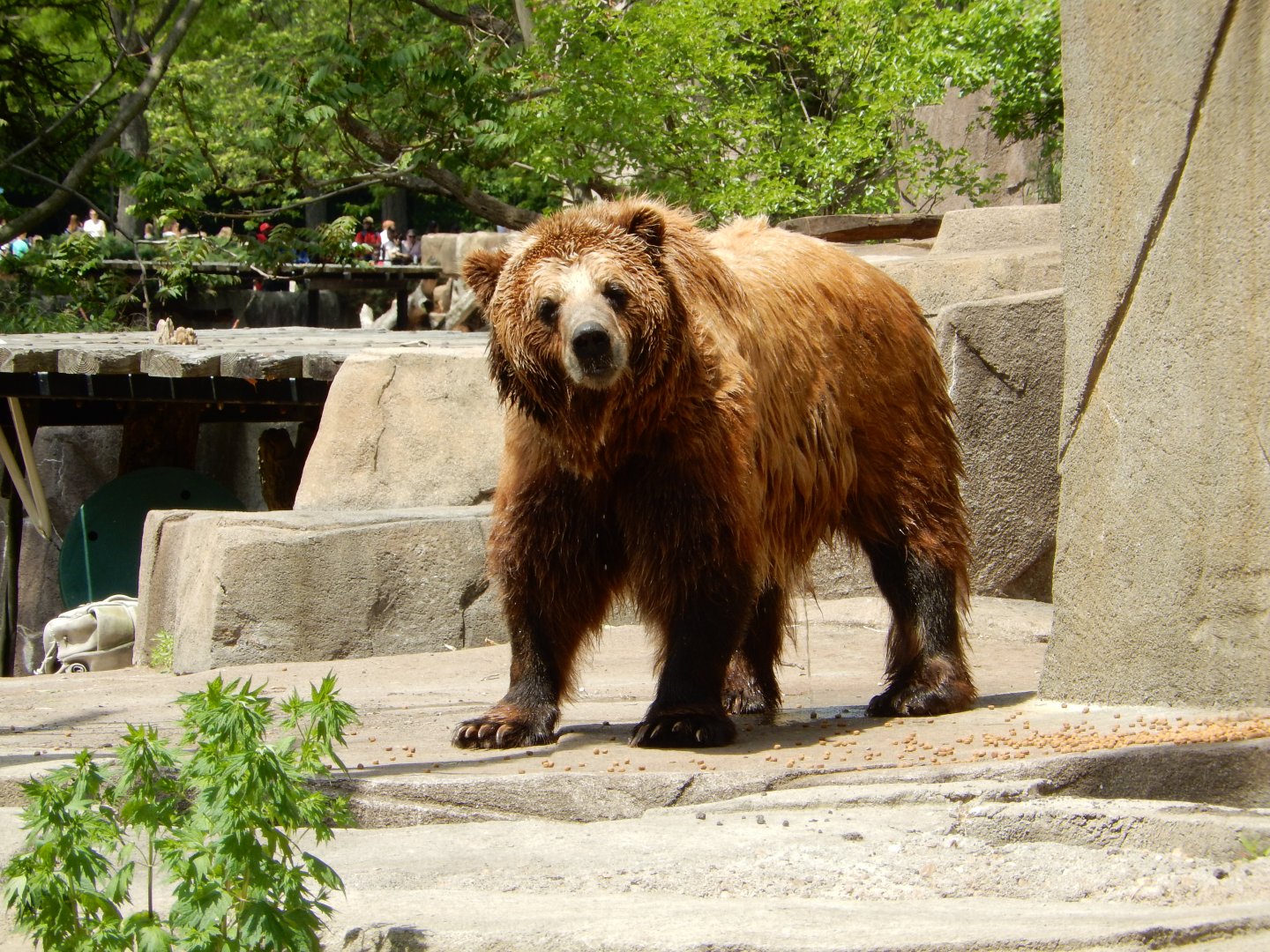 6/11/2019 - Borealis