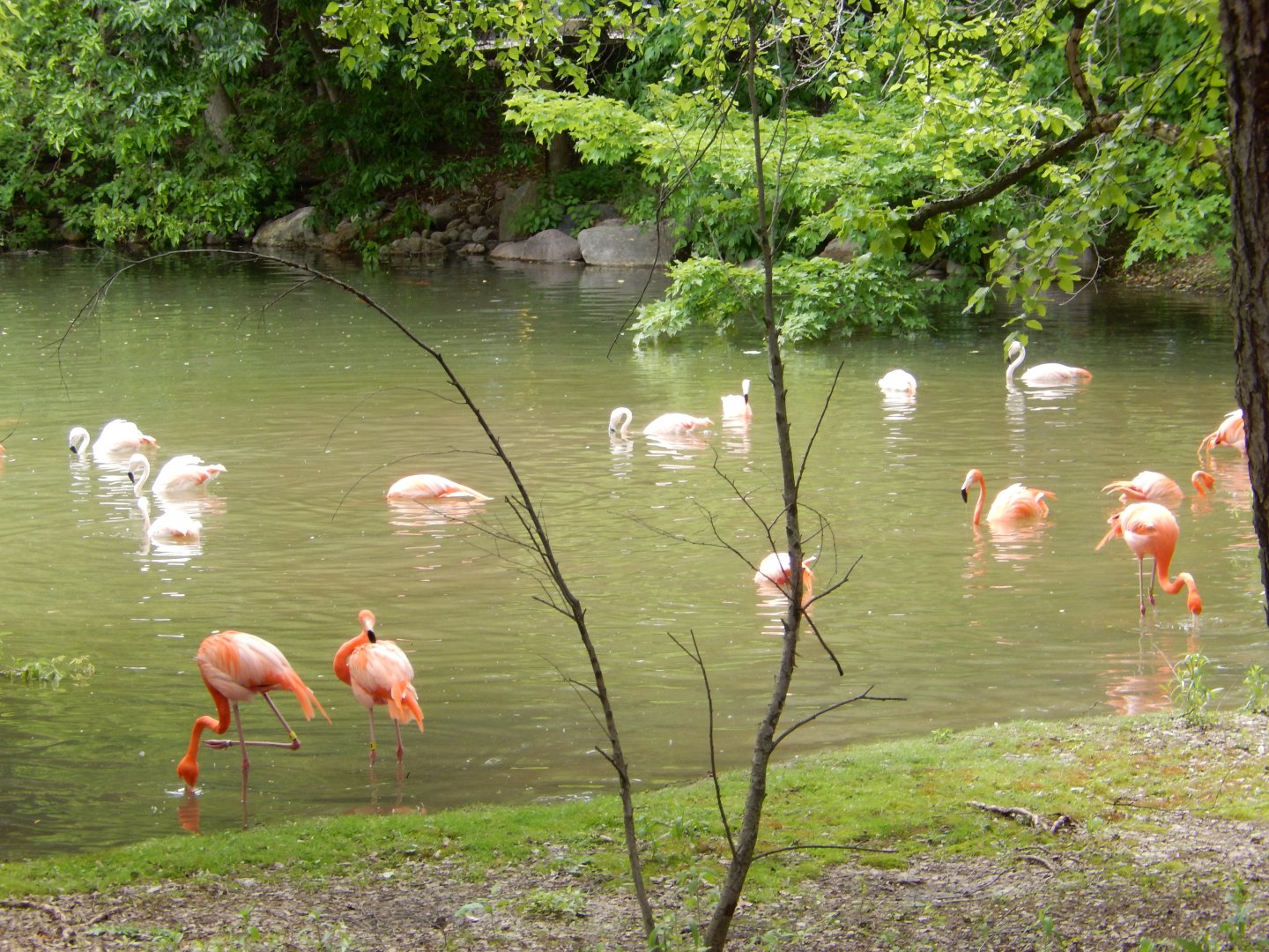 6/11/2019 - Flamingo Flock