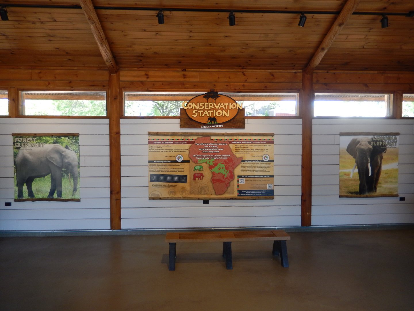 6/11/2019 - Forest Vs. Savanna Elephants