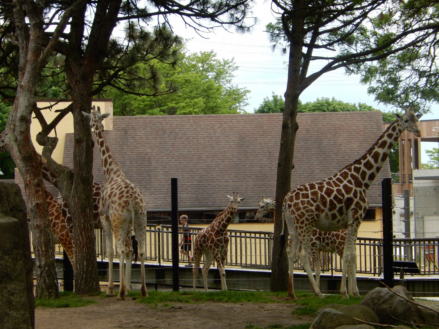 6/11/2019 - Giraffe Herd