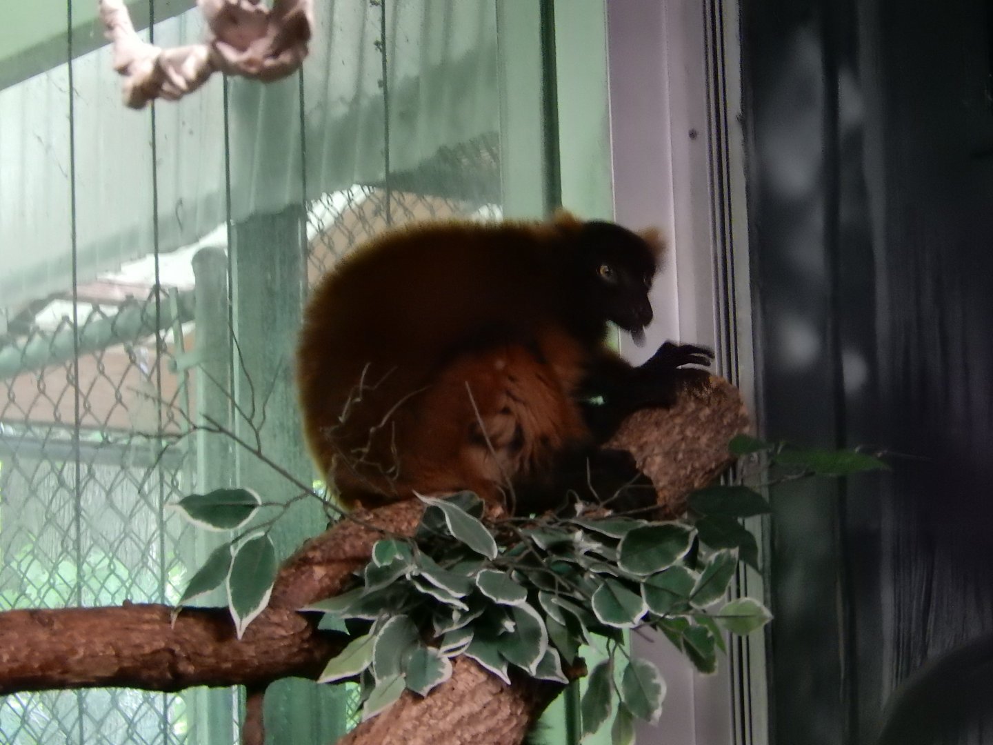 6/11/2019 - Giving The Raspberry