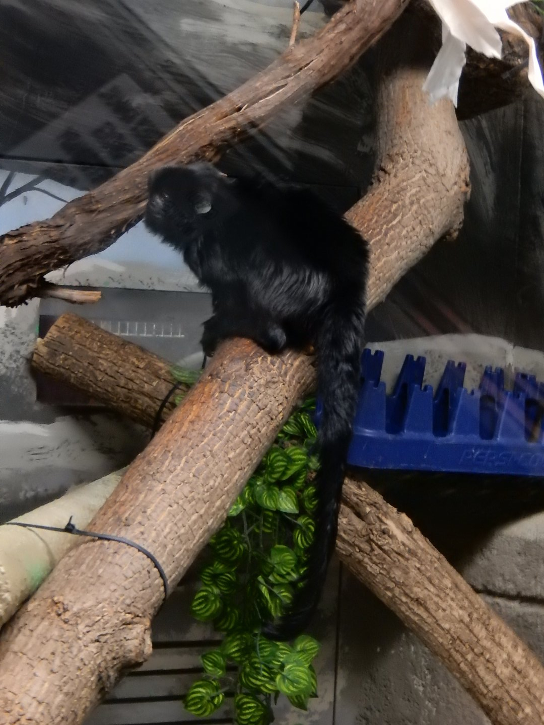 6/11/2019 - Goeldi's Monkey