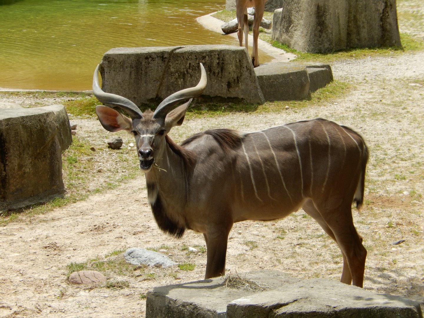 6/11/2019 - Greater Kudu Bull