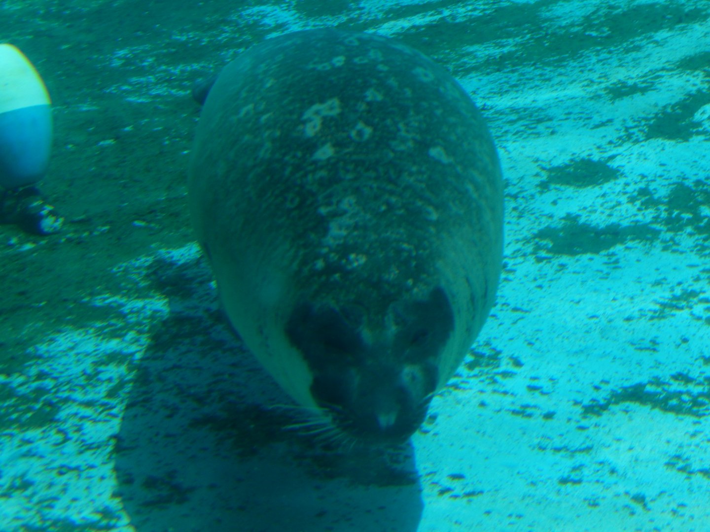 6/11/2019 - Harbor Seal