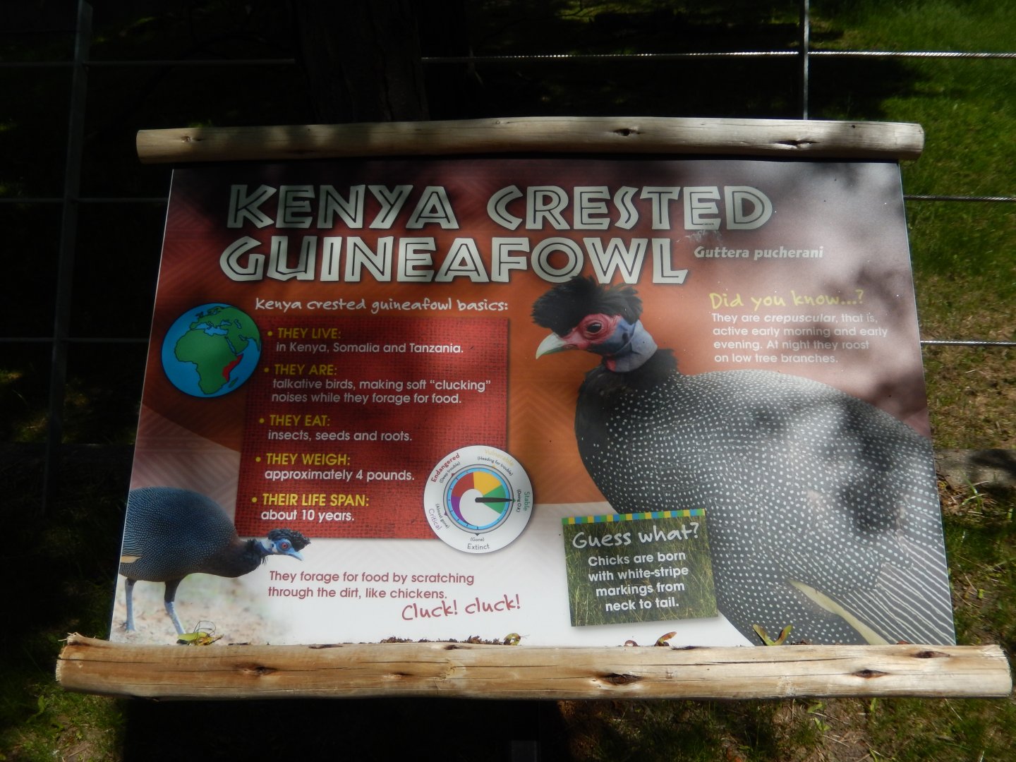6/11/2019 - Kenya Crested Guineafowl Signage