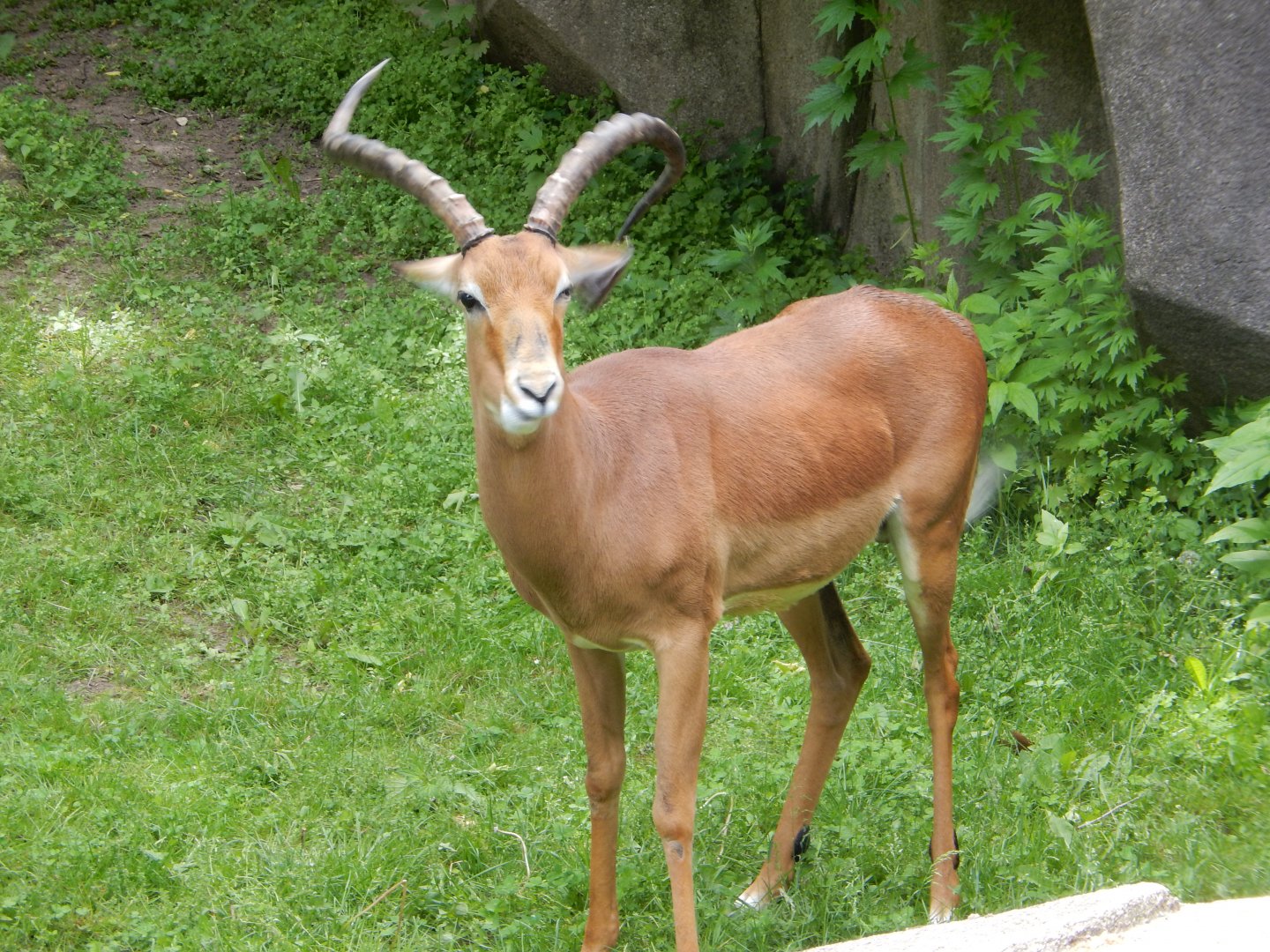 6/11/2019 - Male Impala