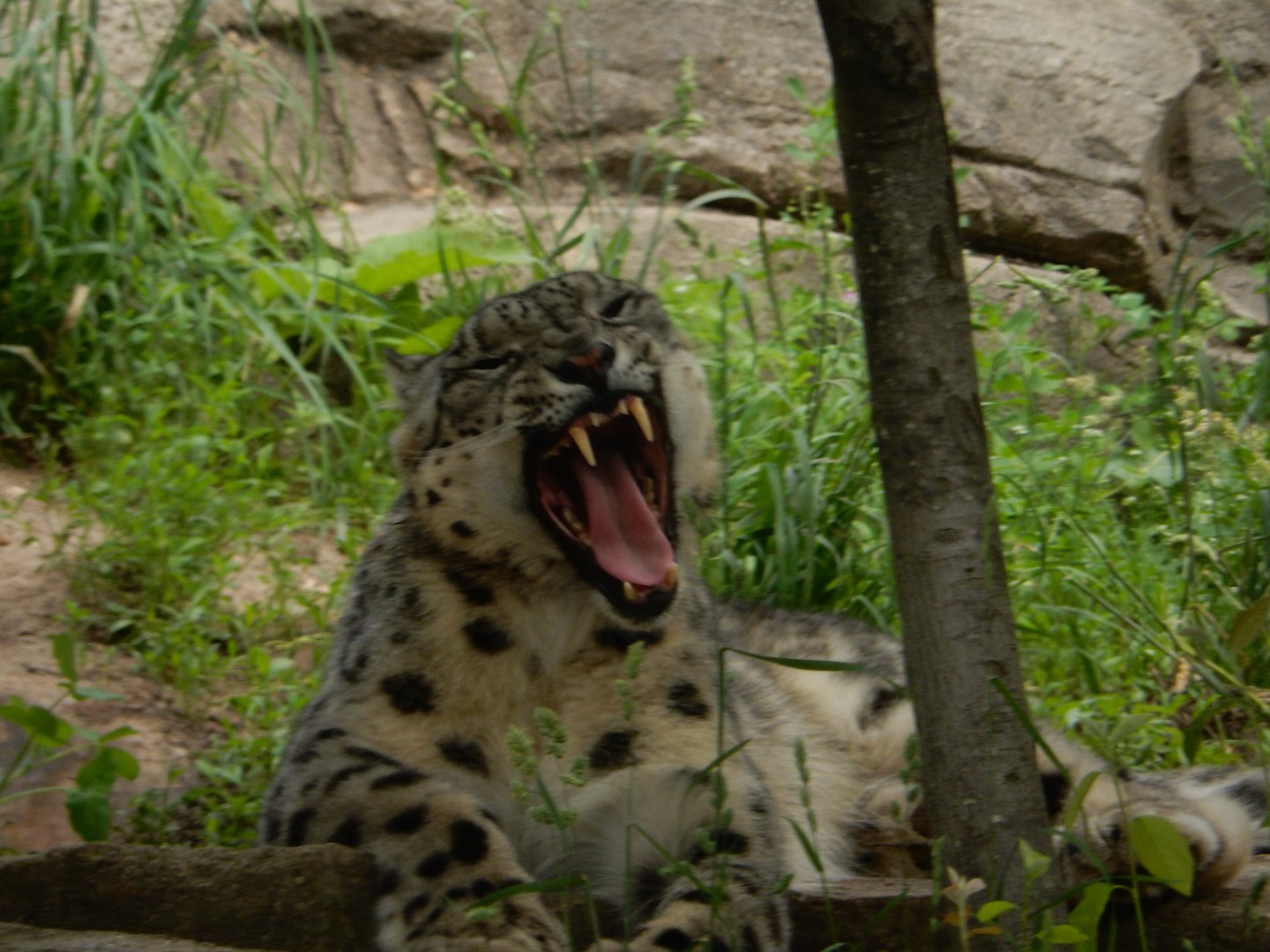 6/11/2019 - Mid-Yawn