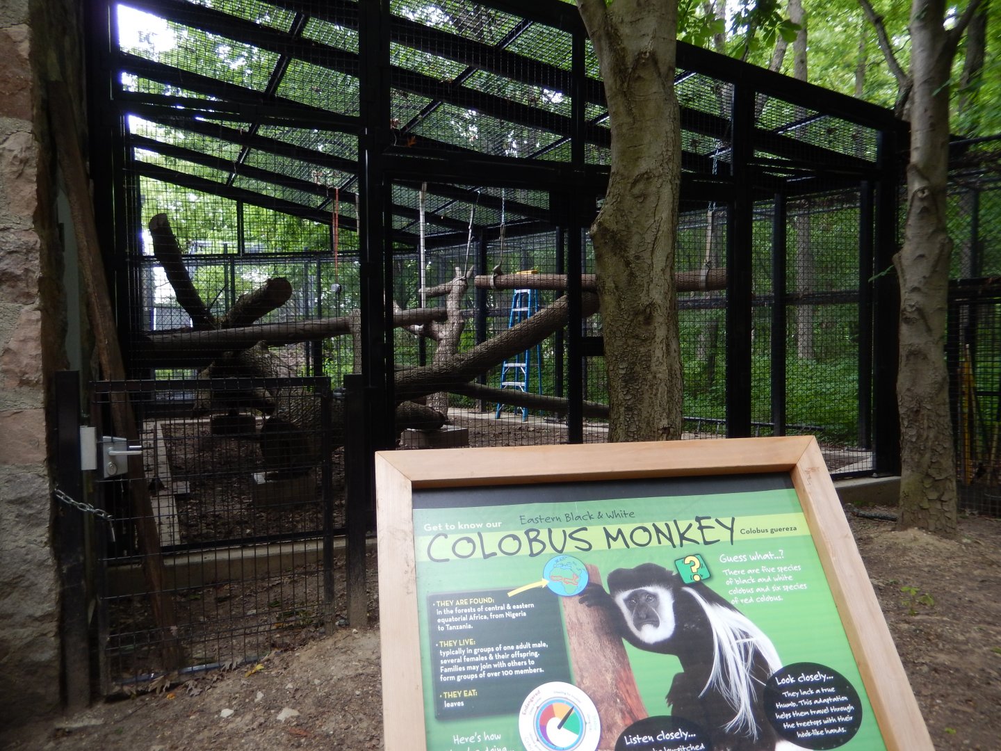 6/11/2019 - Outdoor Colobus Monkey Exhibit