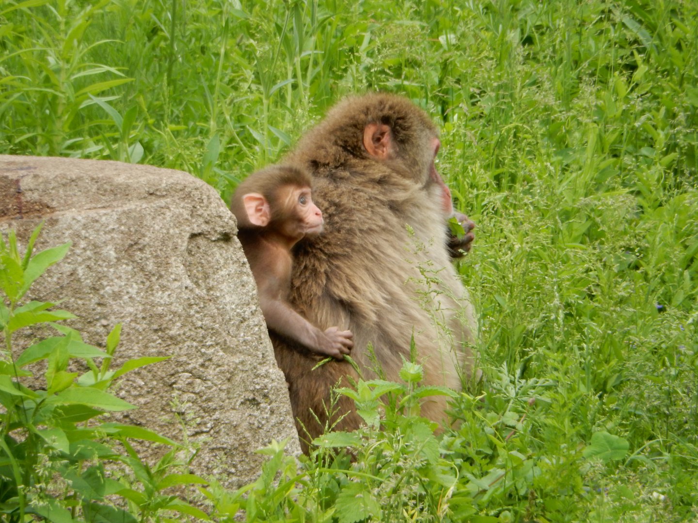 6/11/2019 - Piggyback