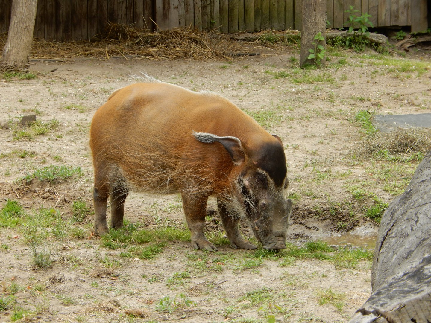 6/11/2019 - Red River Hog