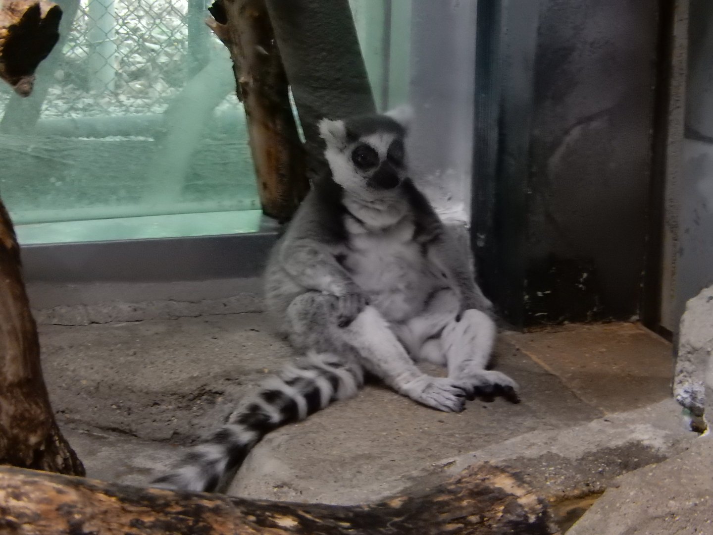 6/11/2019 - Ring-tailed Lemur