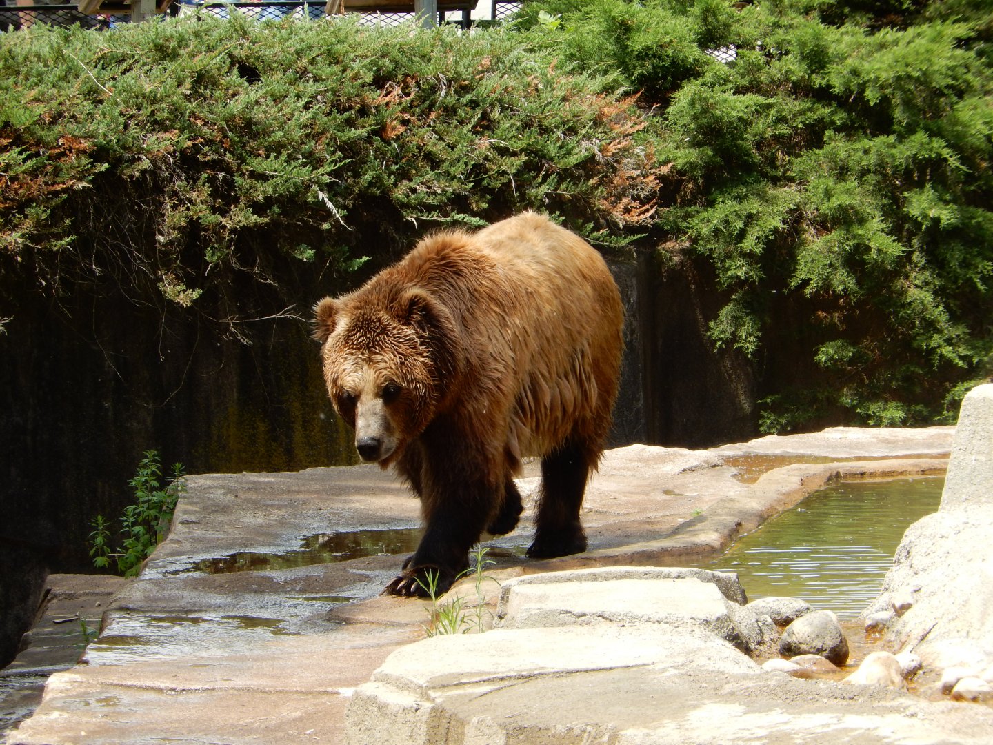 6/11/2019 - Streamside Stroll