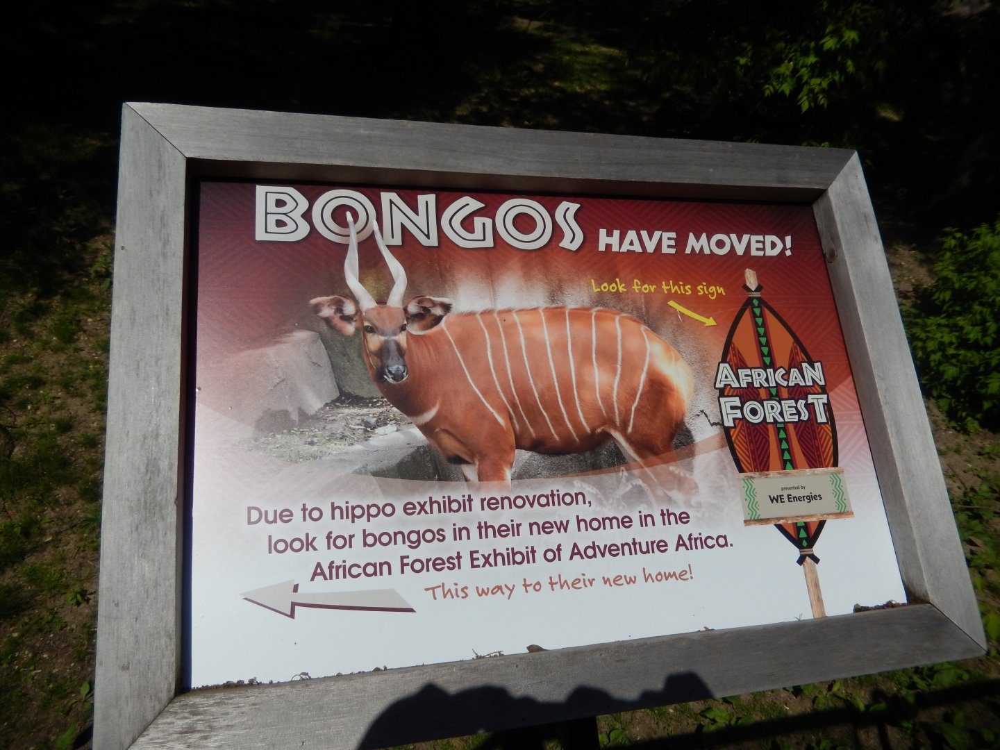 6/11/2019 - The Bongos Have Moved On!