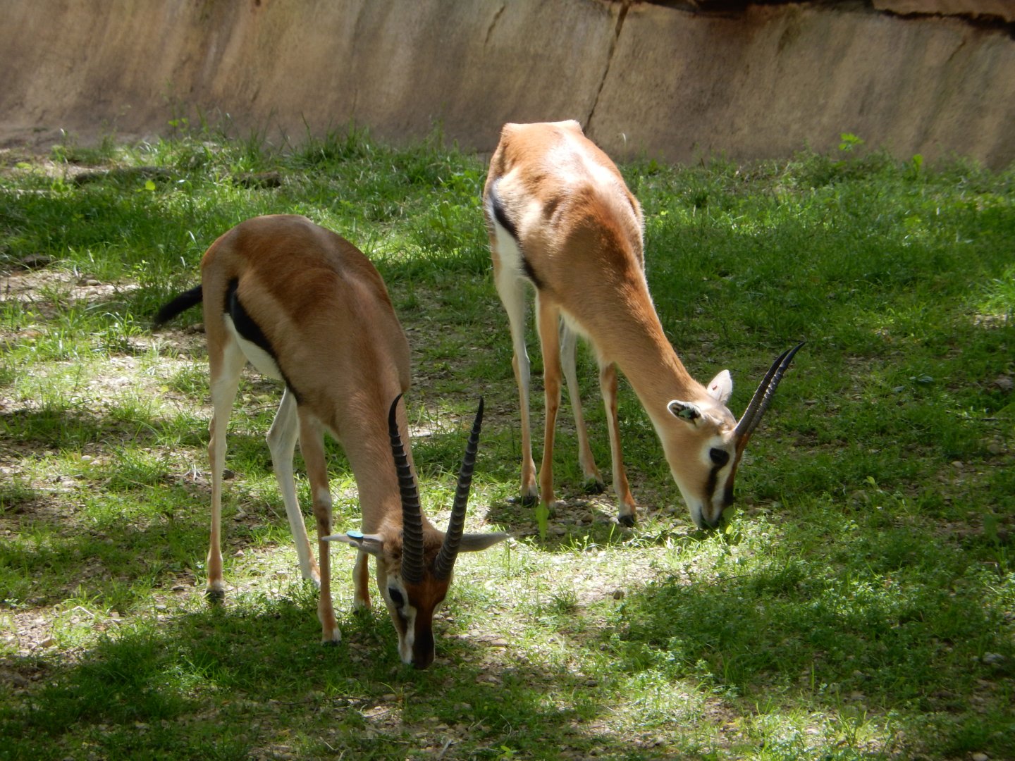 6/11/2019 - Thomson's Gazelles