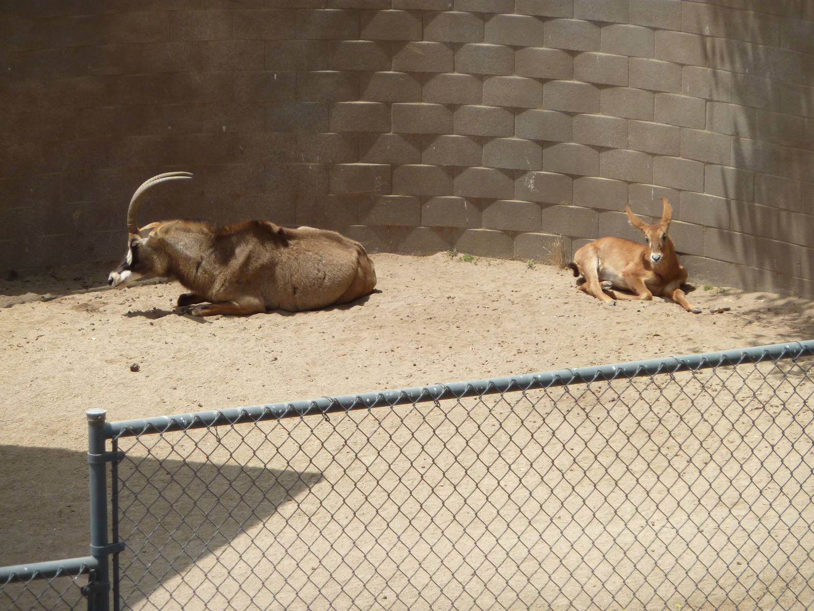 6-12-10 Baby Roan Antelope