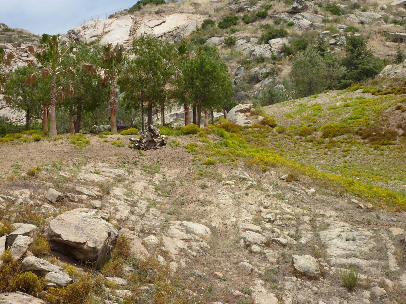 6-12-10 Barbary Sheep, Somalian Wild Ass Enclosure