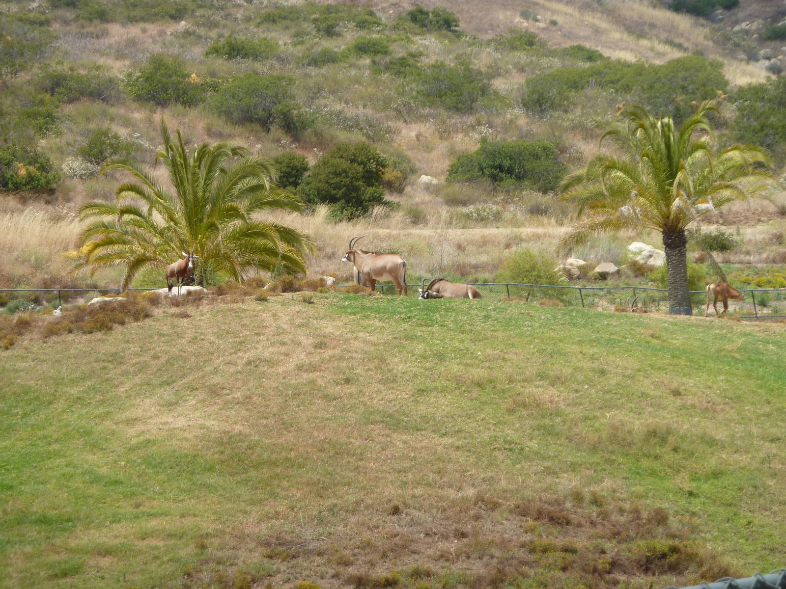 6-12-10 Bontebok, Roan Antelope