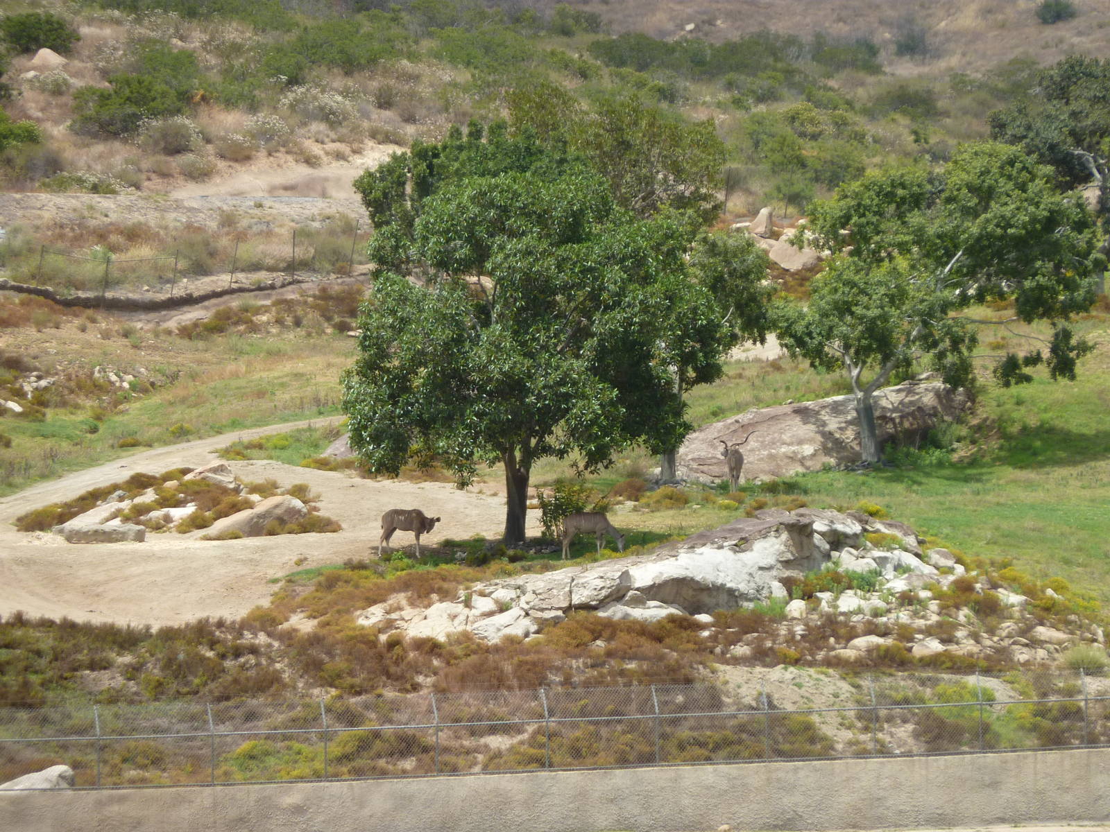 6-12-10 Central Africa Greater Kudu