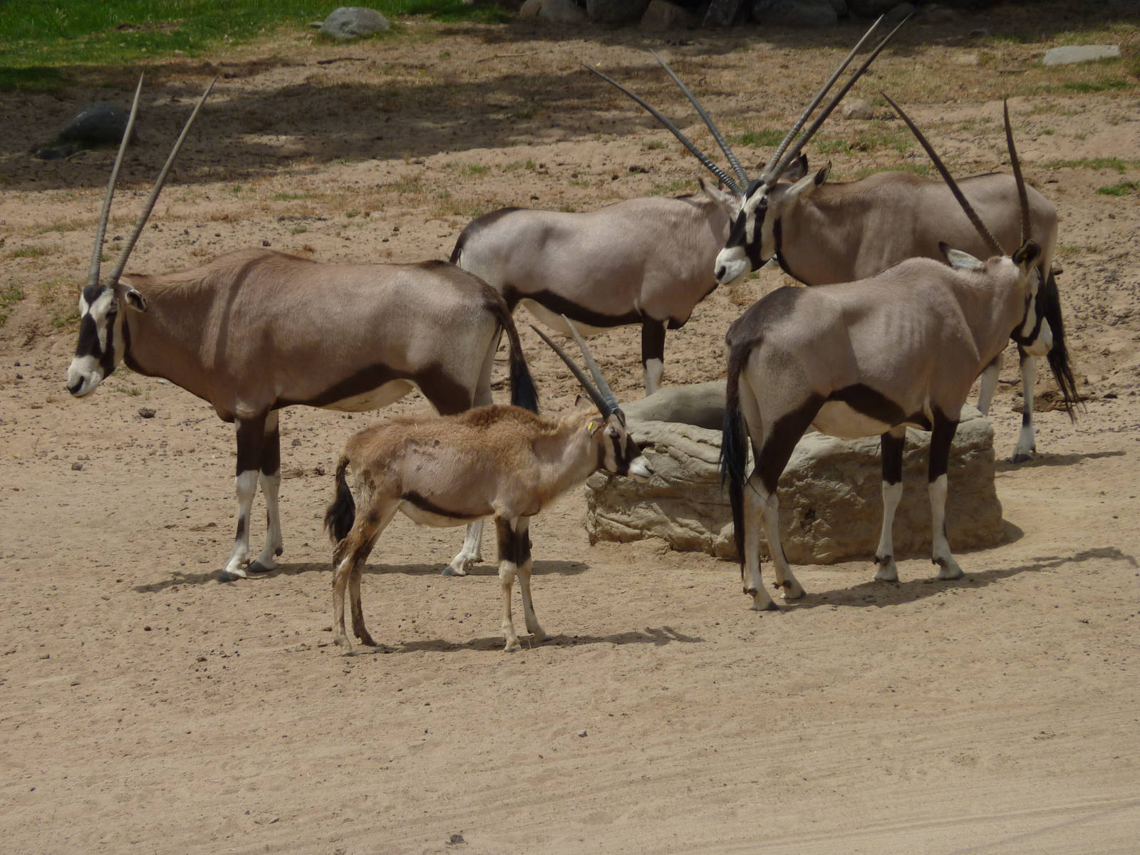 6-12-10 Gemsbok