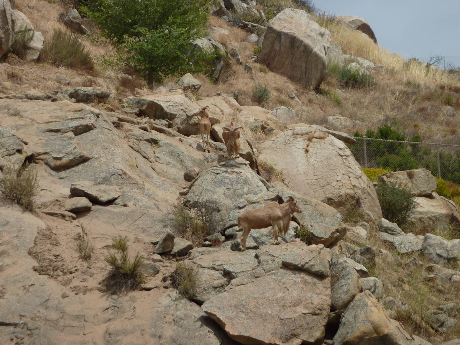 6-12-10 JiA Barbary Sheep