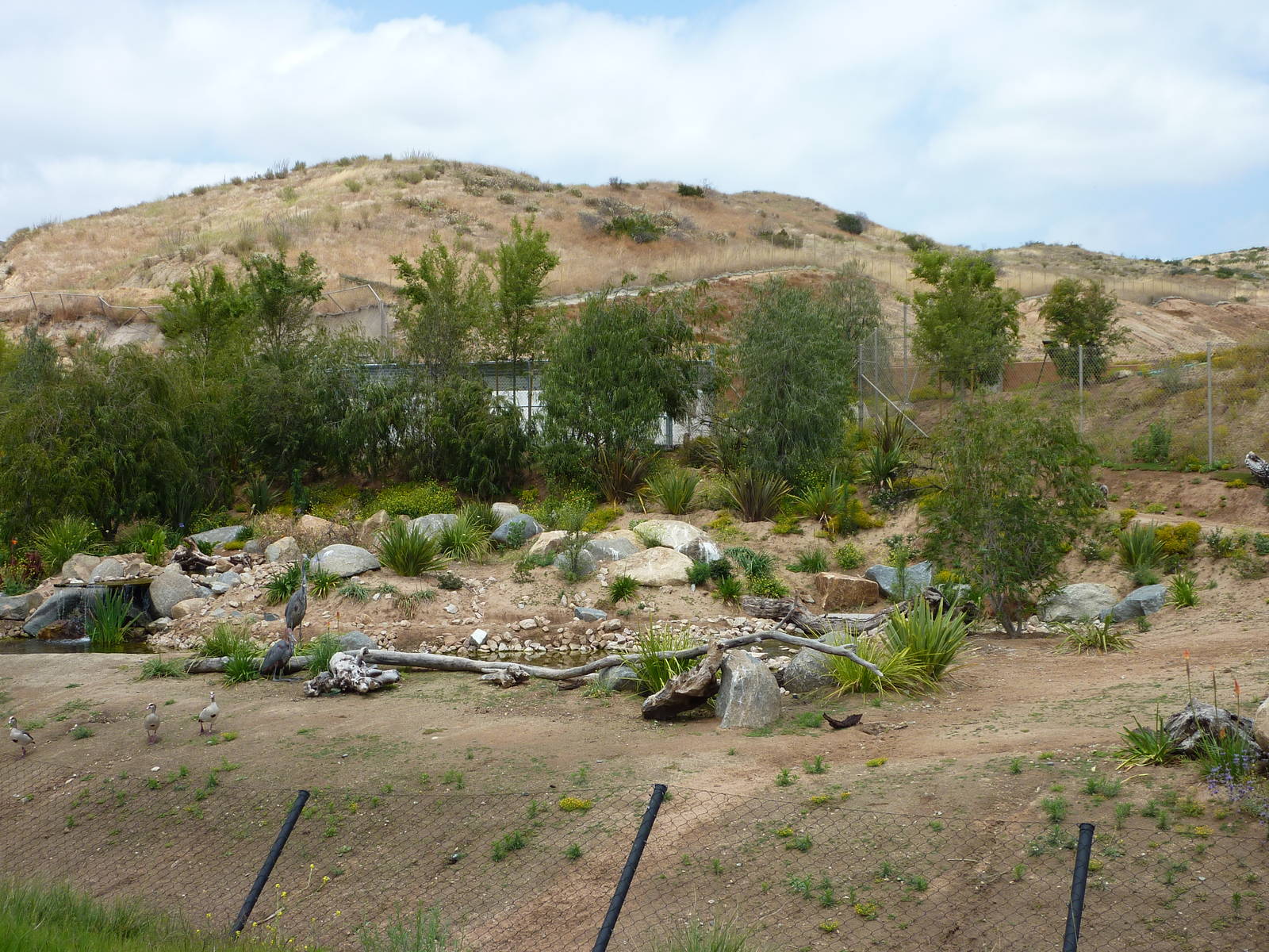 6-12-10 JiA Goliath Herons, Egyptian Geese