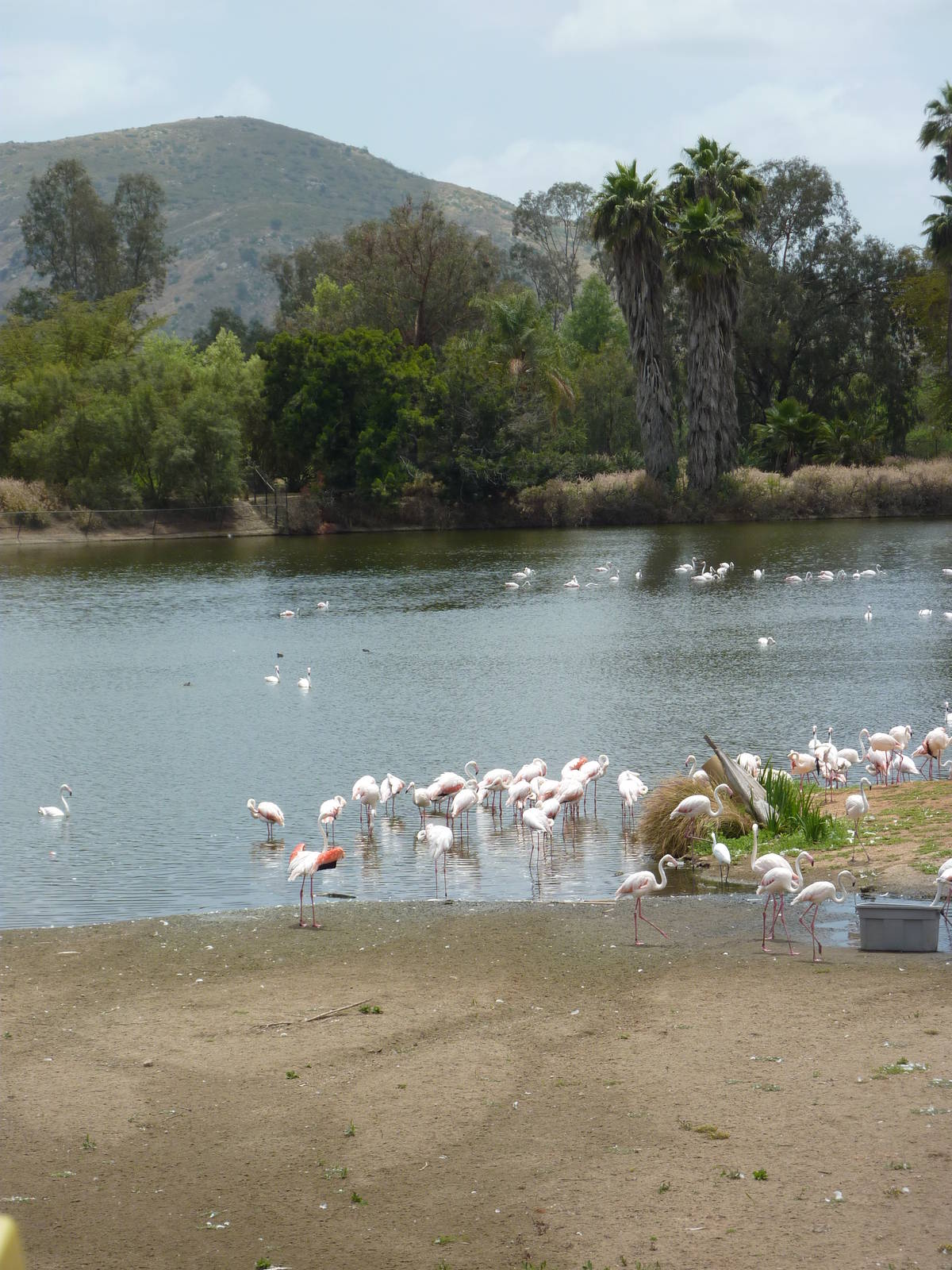 6-12-10 JiA - Greater Flamingos