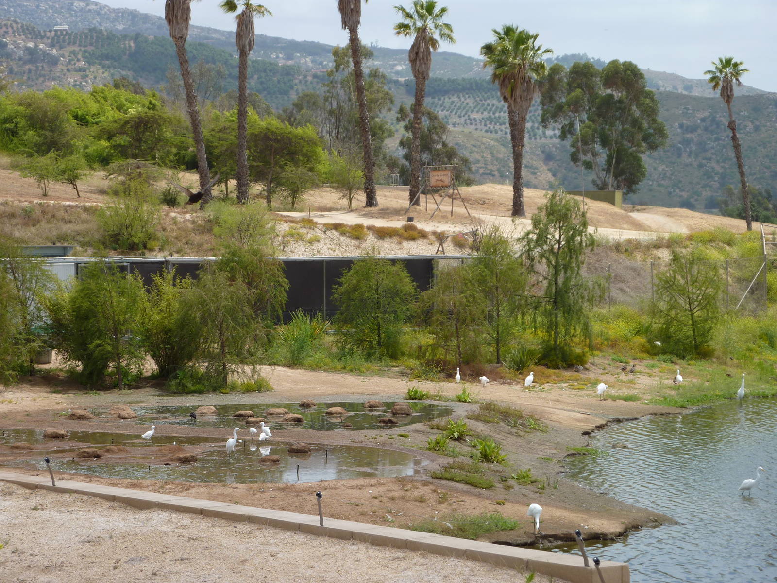 6-12-10 JiA - Greater Flamingos