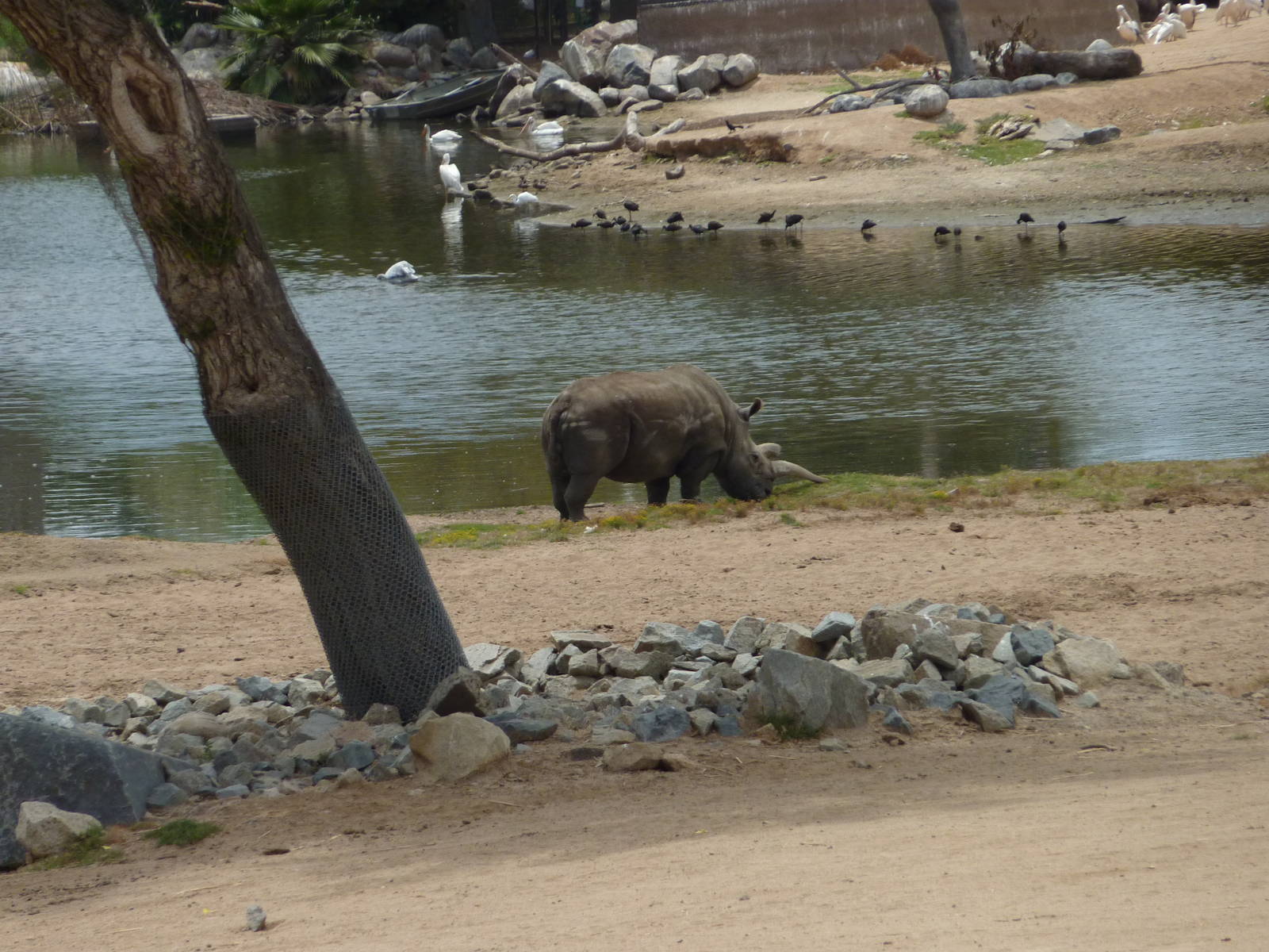 6-12-10 JiA - Northern White Rhinoceros