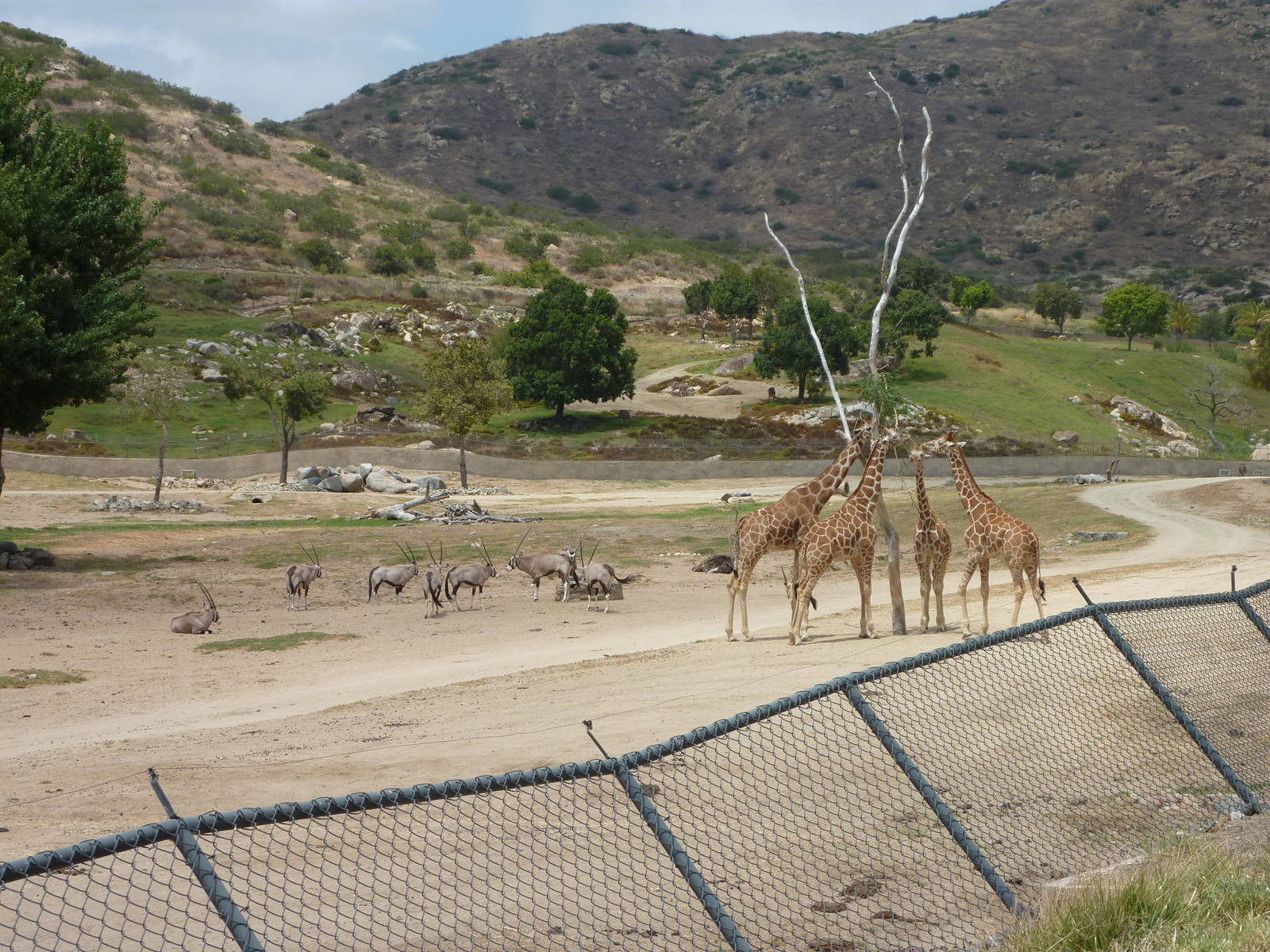 6-12-10 JiA Reticulated Giraffe, Gembsbok