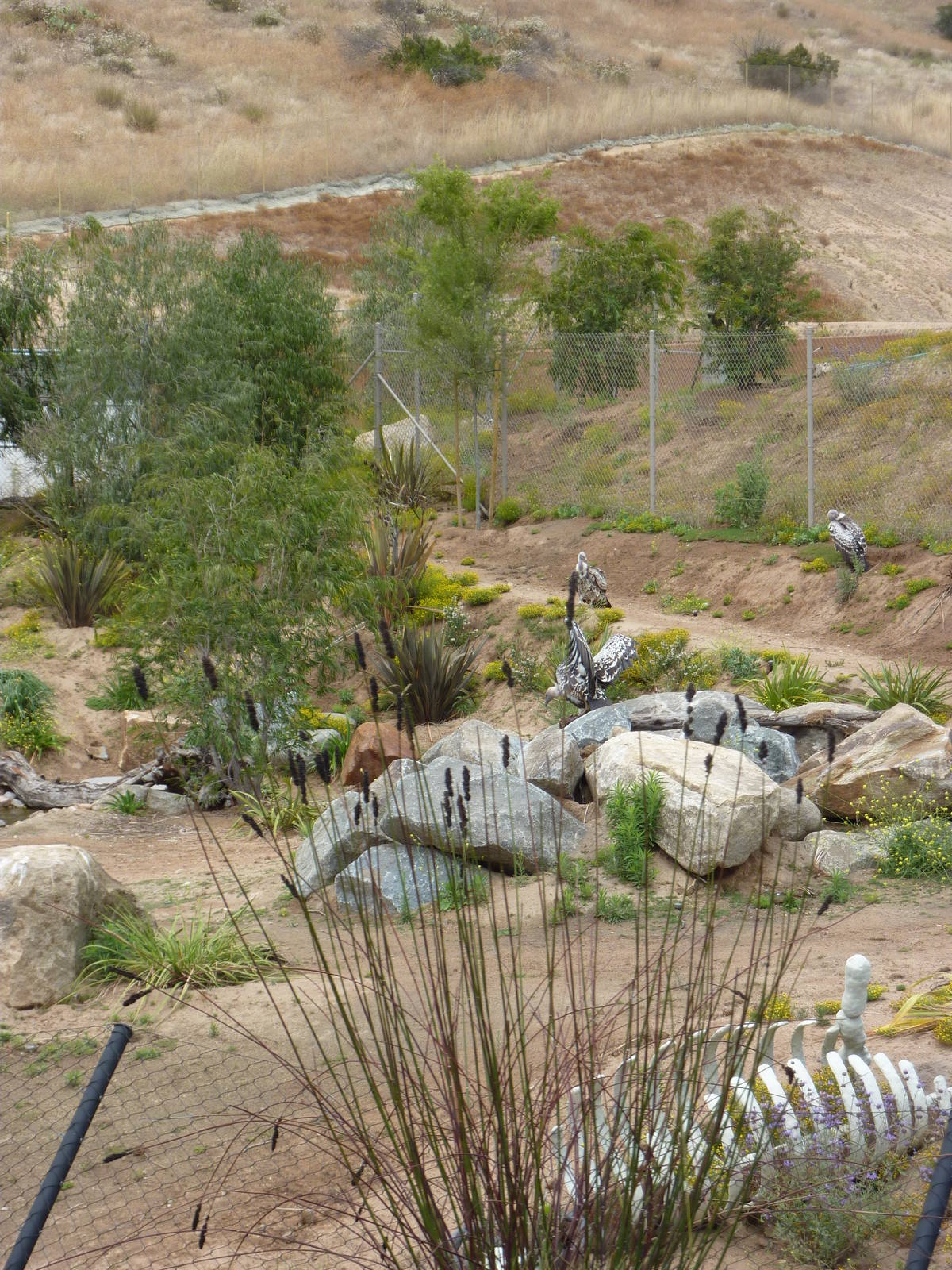 6-12-10 JiA - Rueppels Vulture