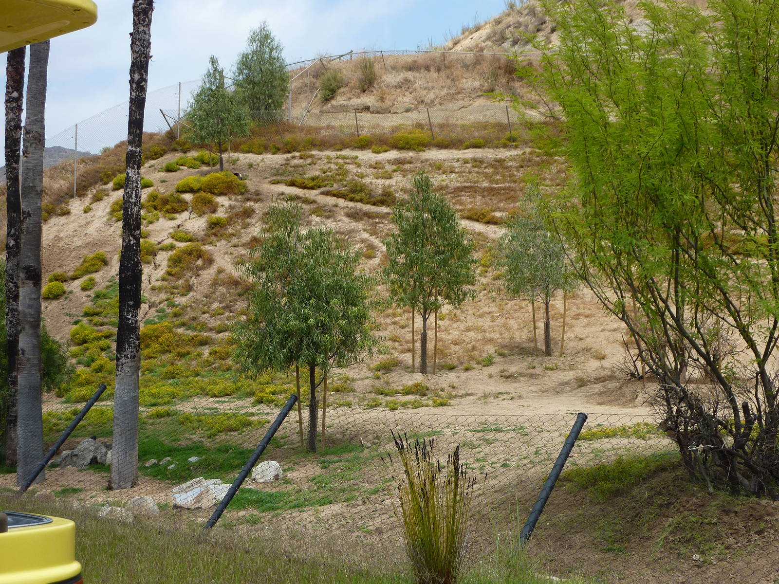 6-12-10 JiA Soemmerings Gazelle, Steenbok, Yellow backed duiker enclosure