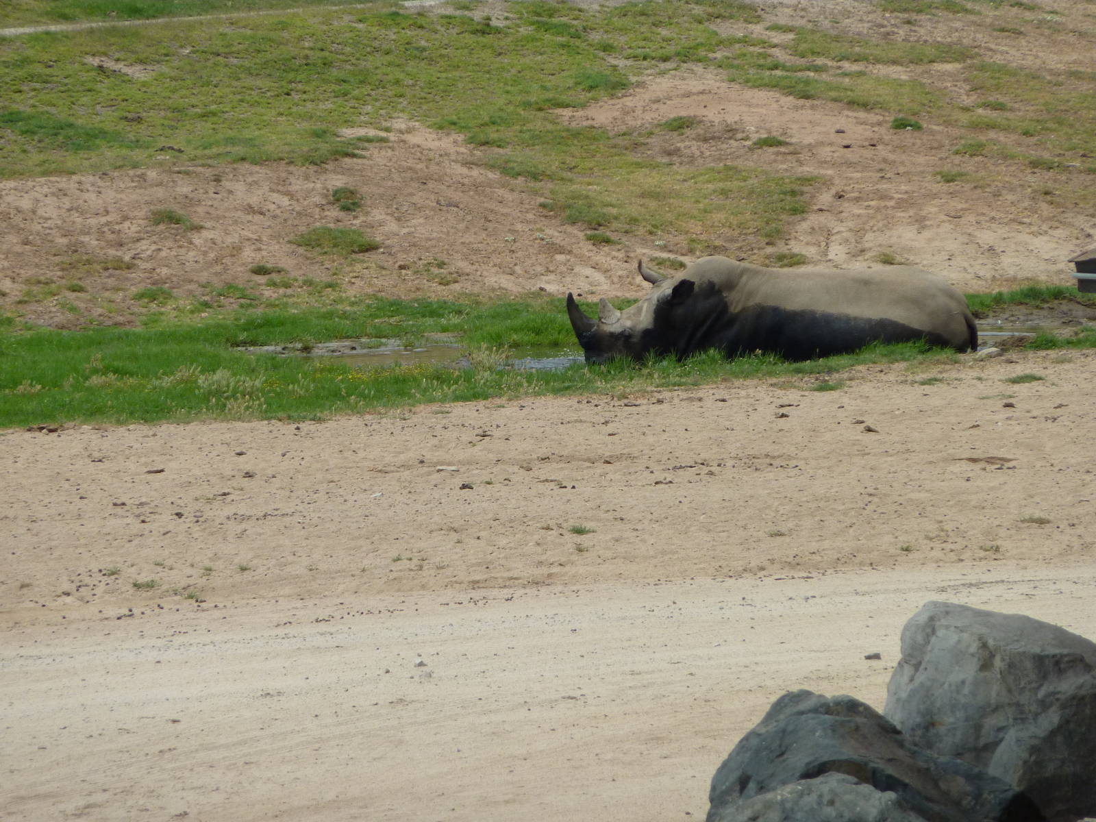 6-12-10 JiA- White Rhinoceros in mud