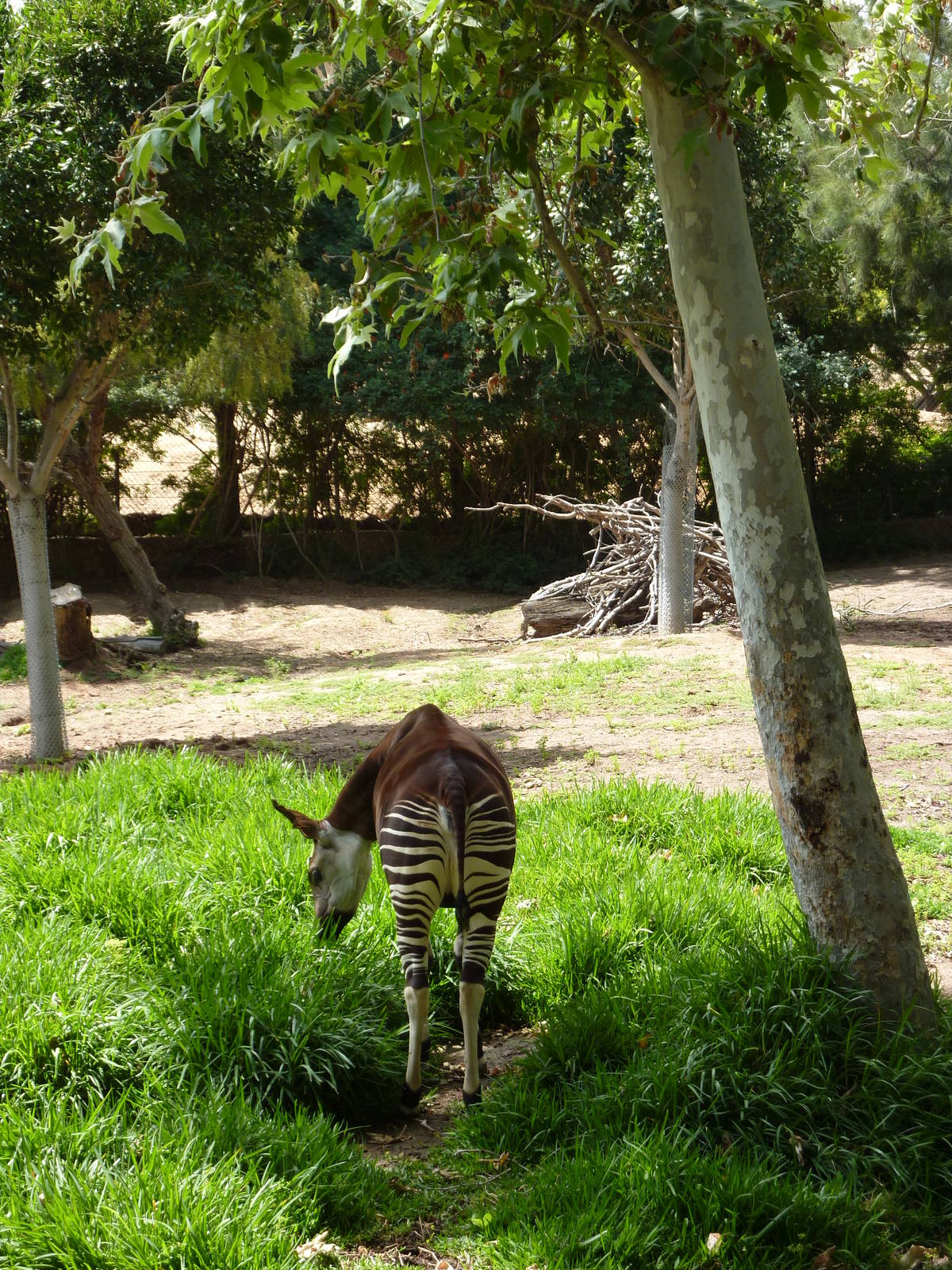 6-12-10 Okapi
