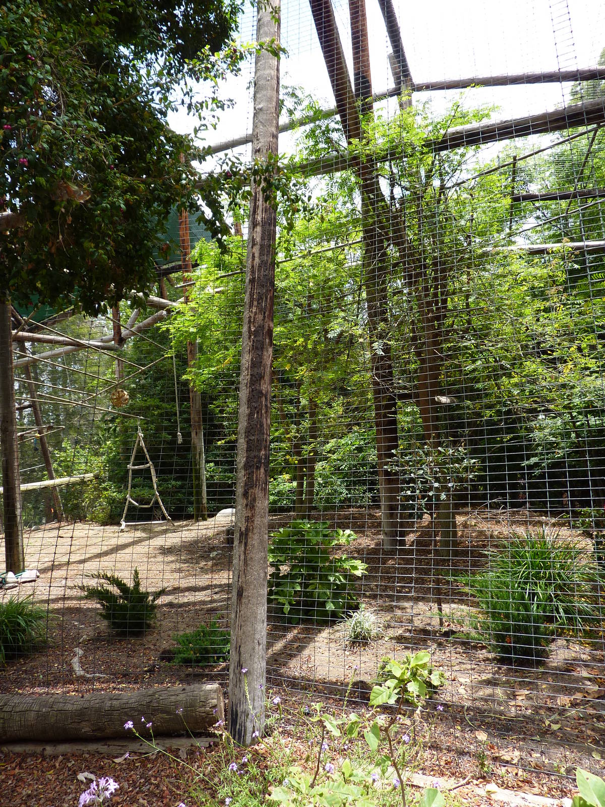 6-12-10 - Red Cheeked Gibbon Exhibit