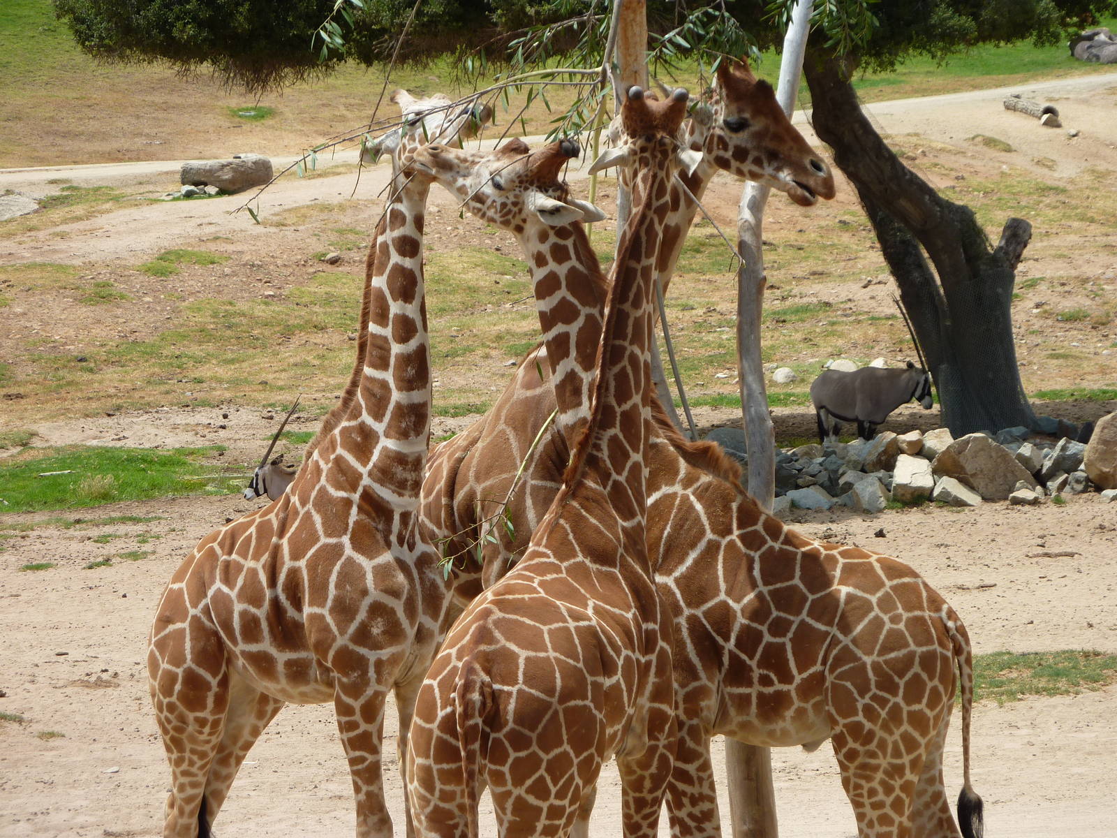 6-12-10 Reticulated Giraffe