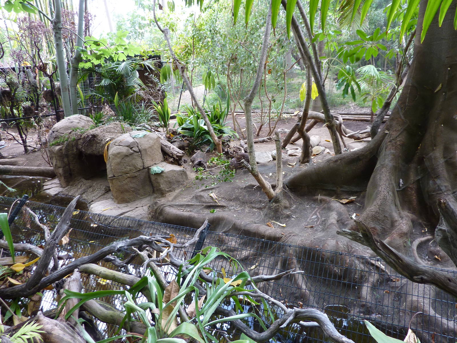 6-12-10 SDWAP - Lowland Paca