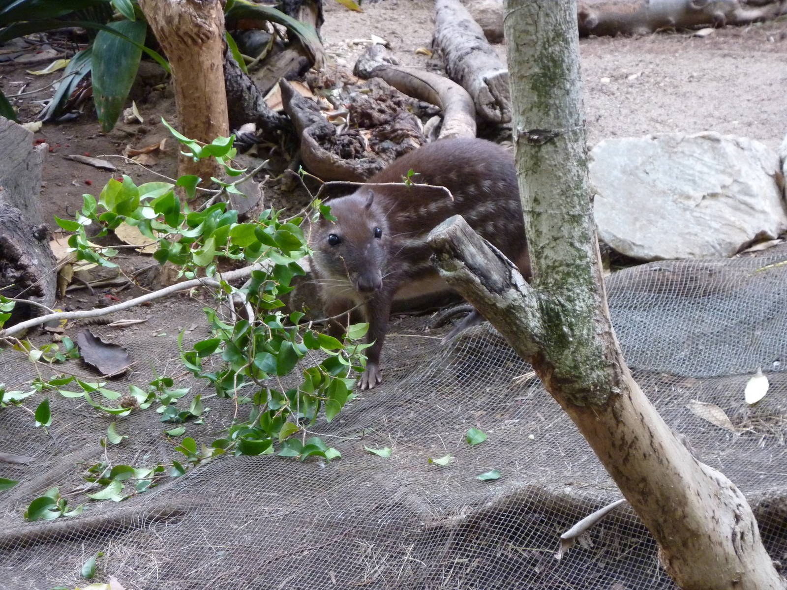 6-12-10 SDWAP - Lowland Paca