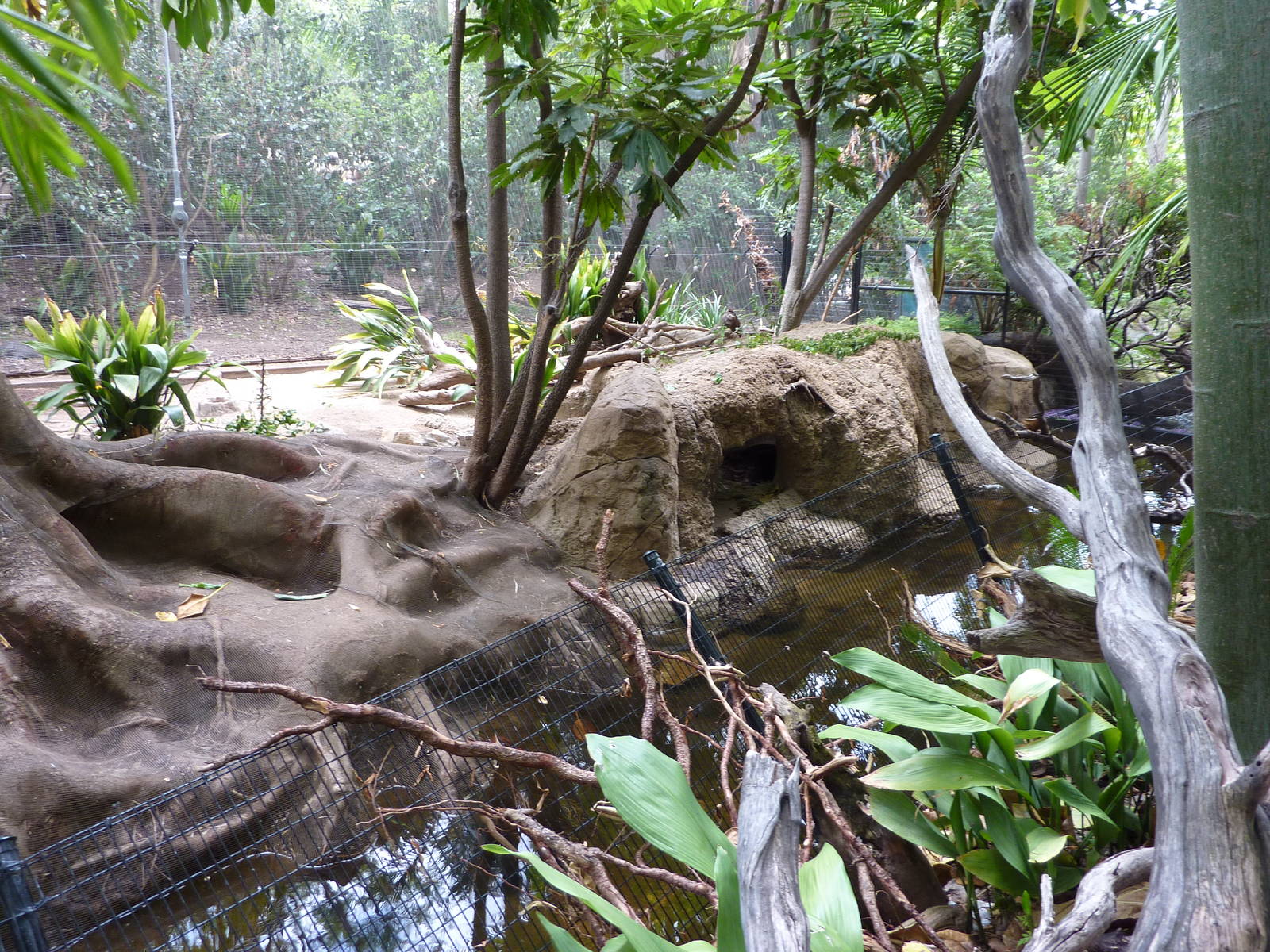 6-12-10 SDWAP - Lowland Paca