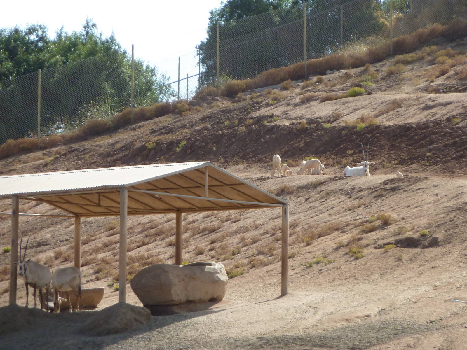 6-12-10 Segway Tour - Arabian Oryx with calves