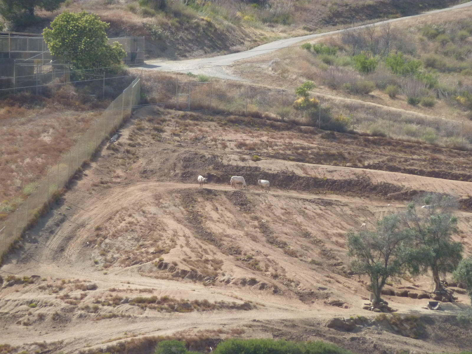 6-12-10 Segway Tour - Arabian Oryx