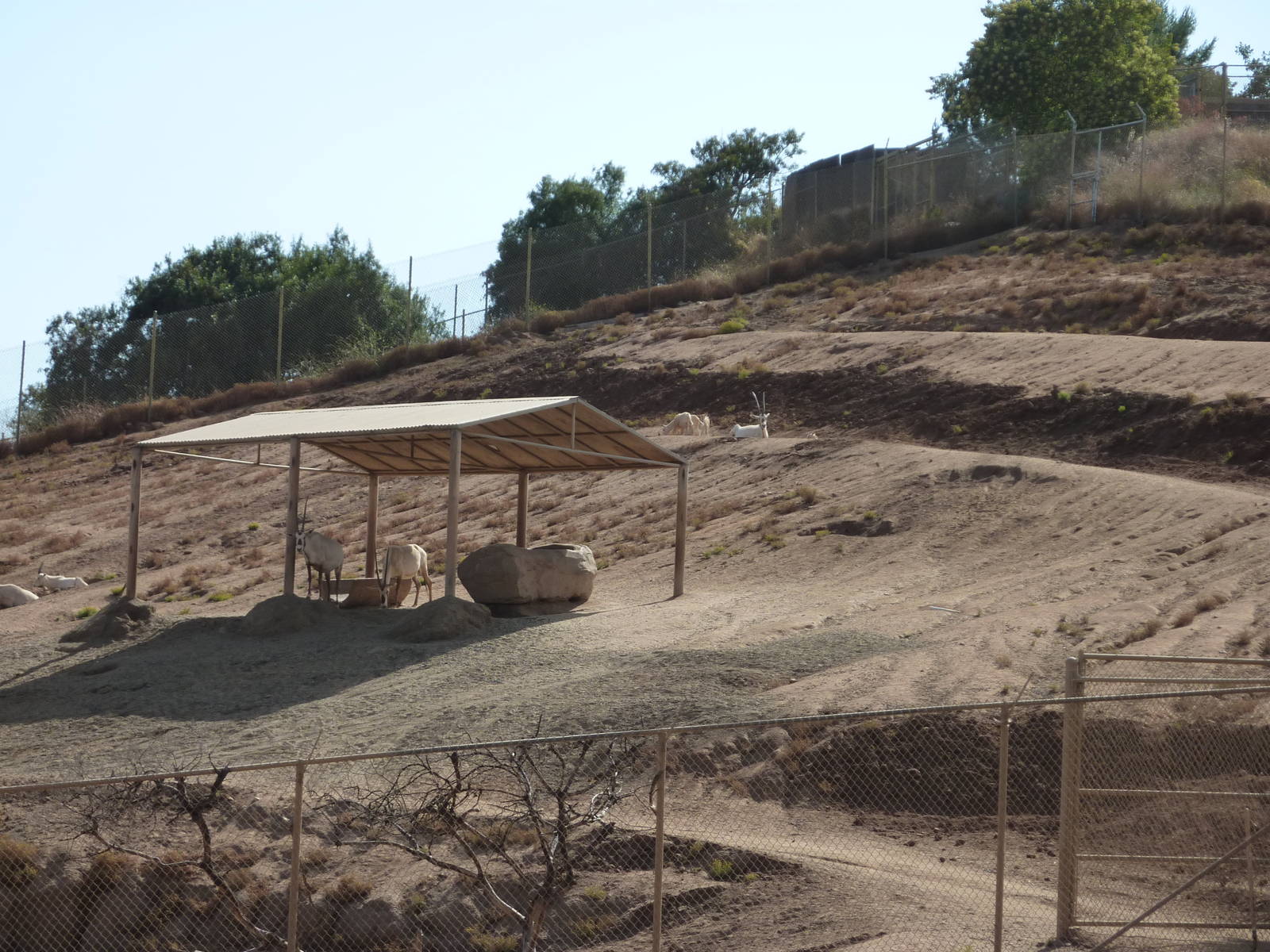 6-12-10 Segway Tour -Arabian Oryx