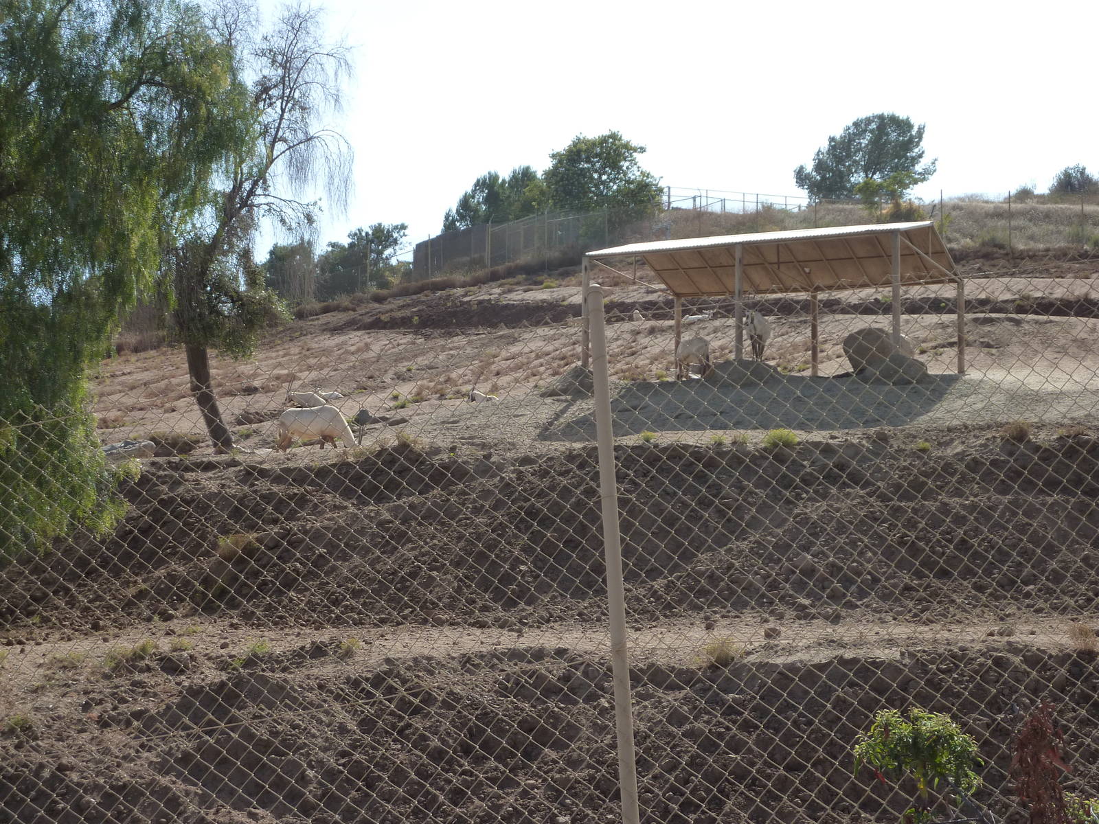 6-12-10 Segway Tour - Arabian Oryx