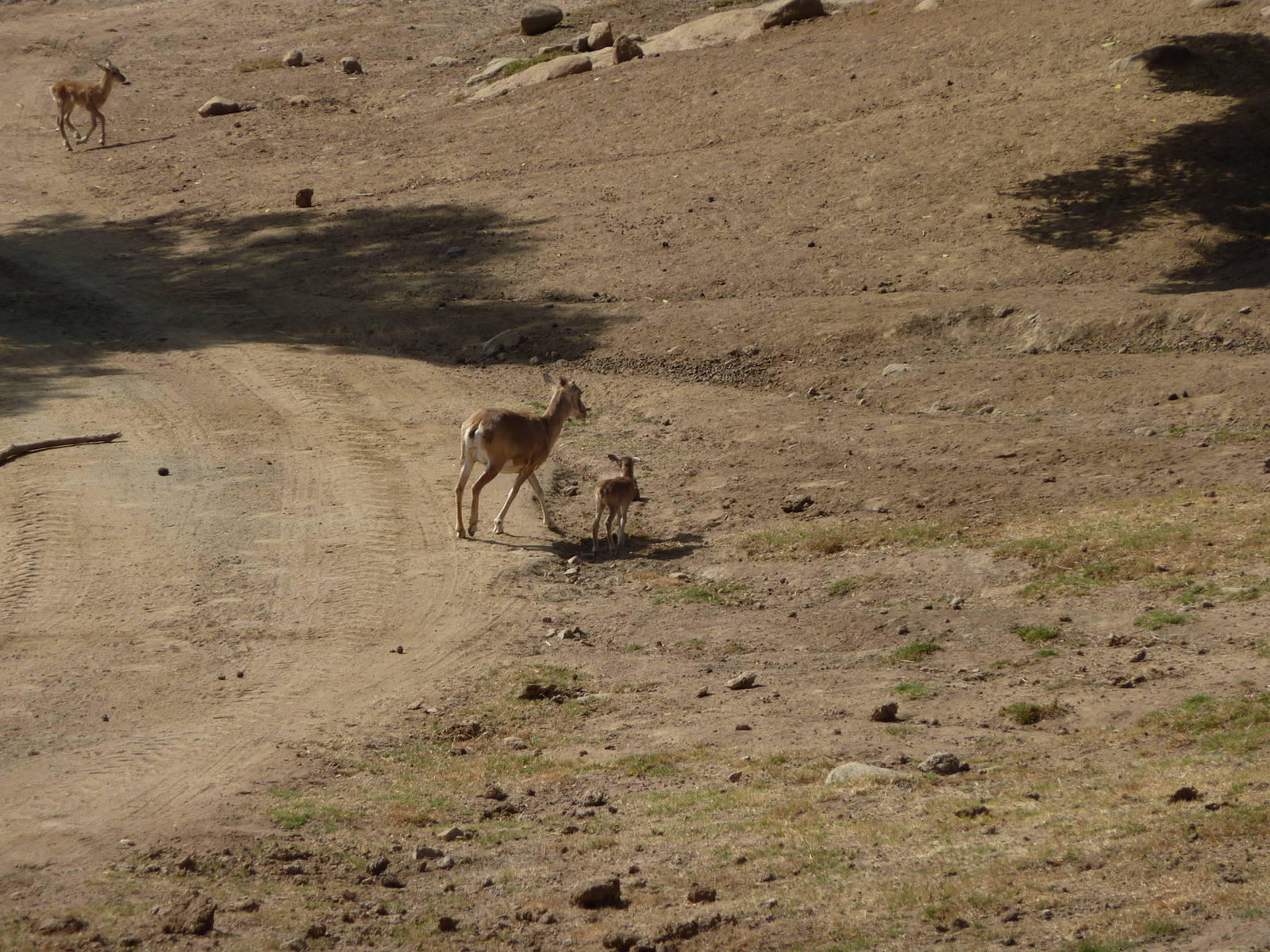 6-12-10 Segway Tour - Armenian Mouflon with calf