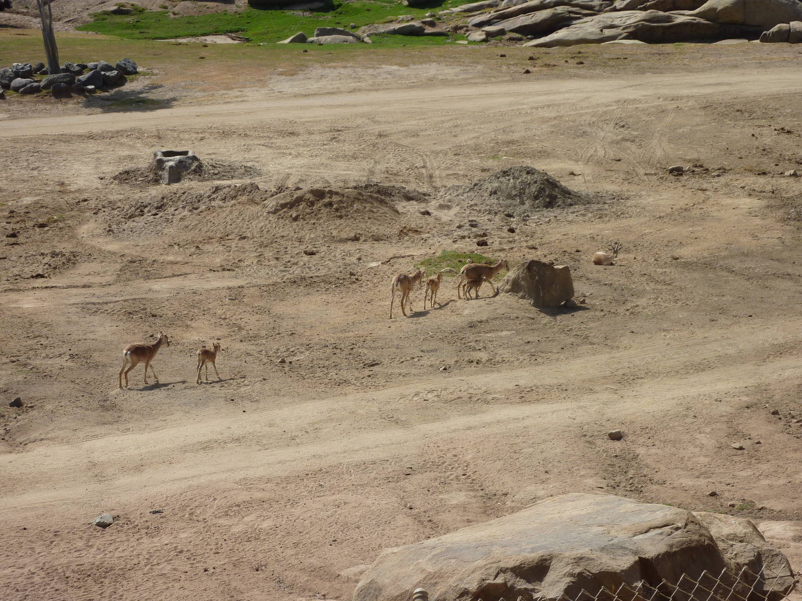 6-12-10 Segway Tour - Armenian Mouflon with calves