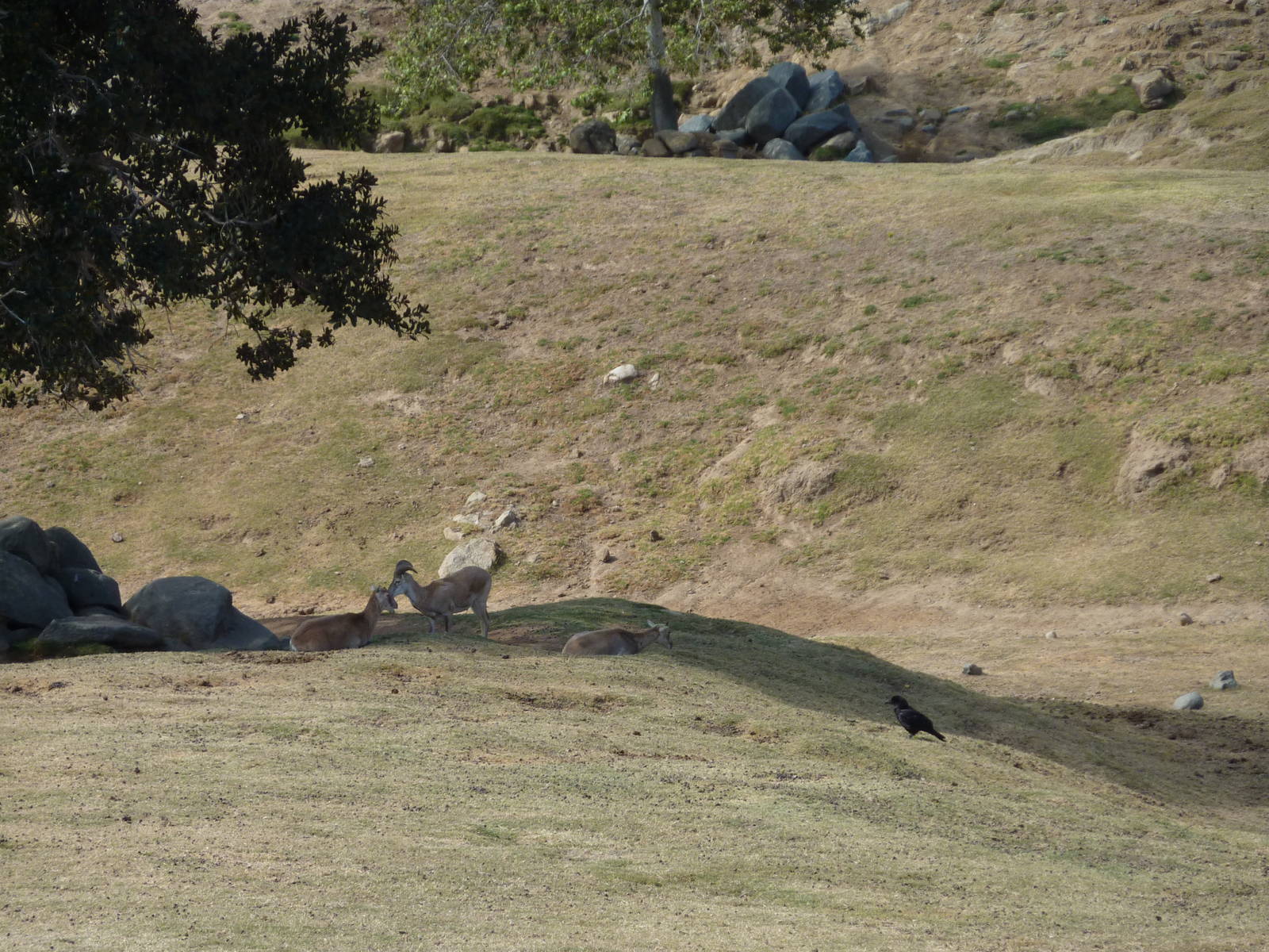 6-12-10 Segway Tour - Armenian Mouflon