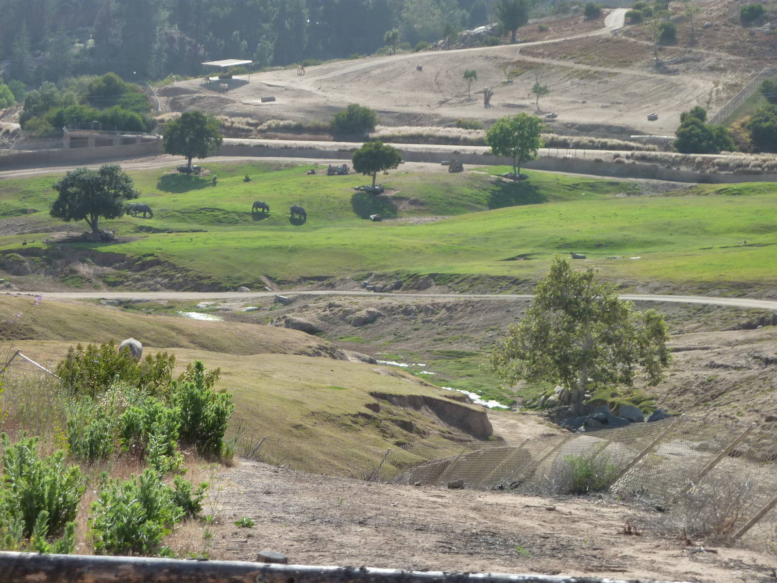 6-12-10 Segway Tour - Asian Plains and Przewalksi's Horses
